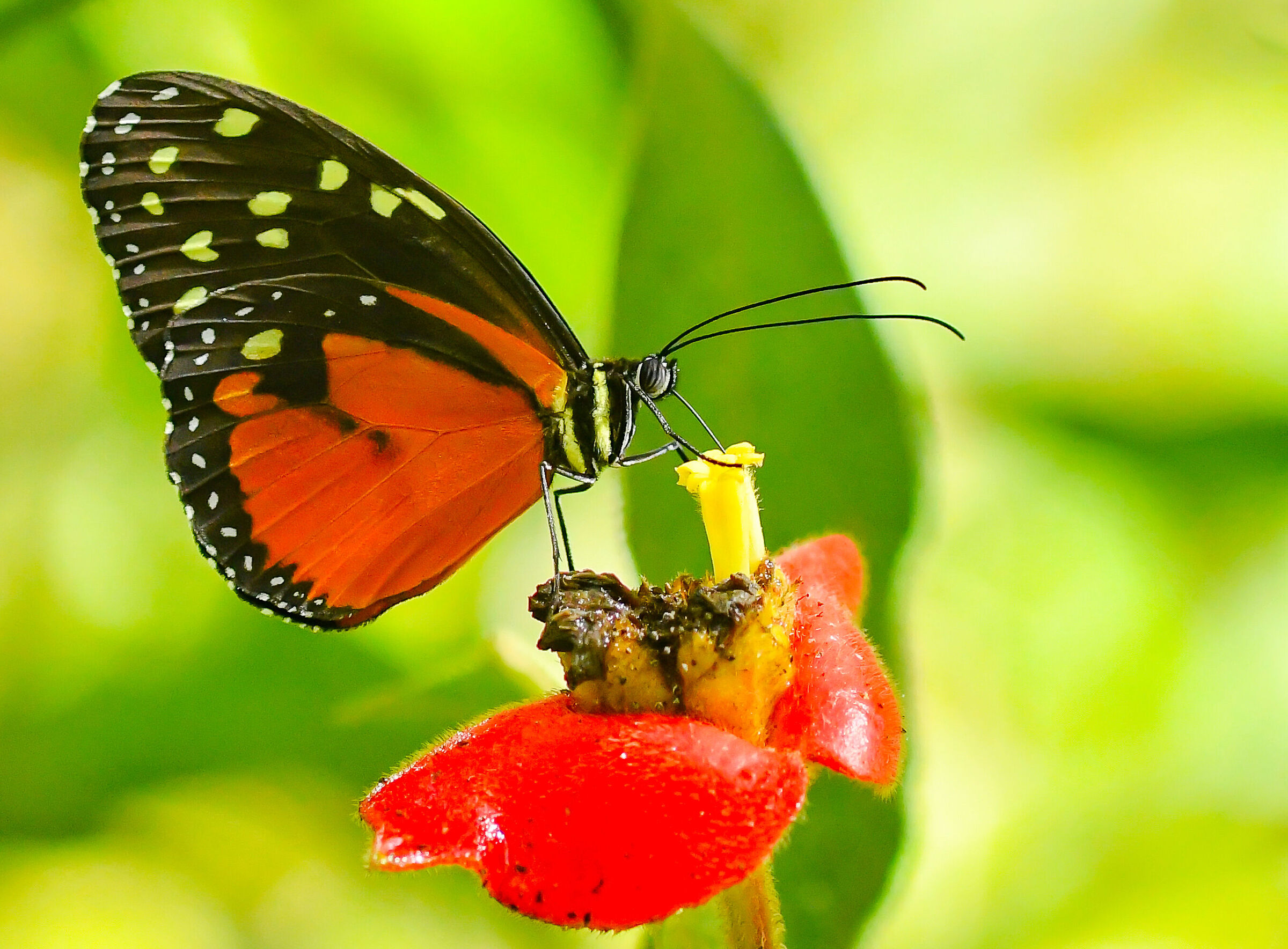 Tiger longwing