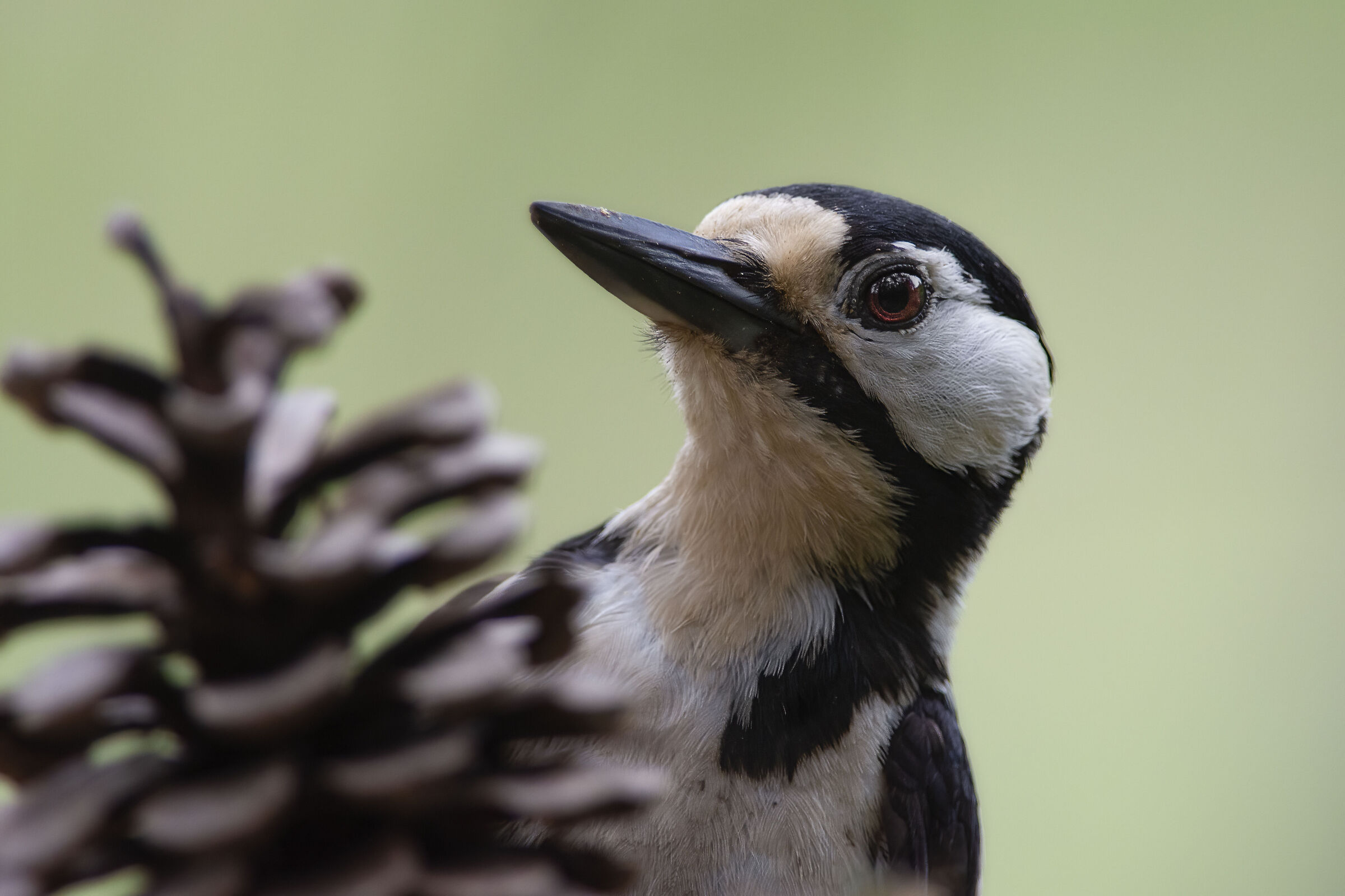 Great spotted woodpecker