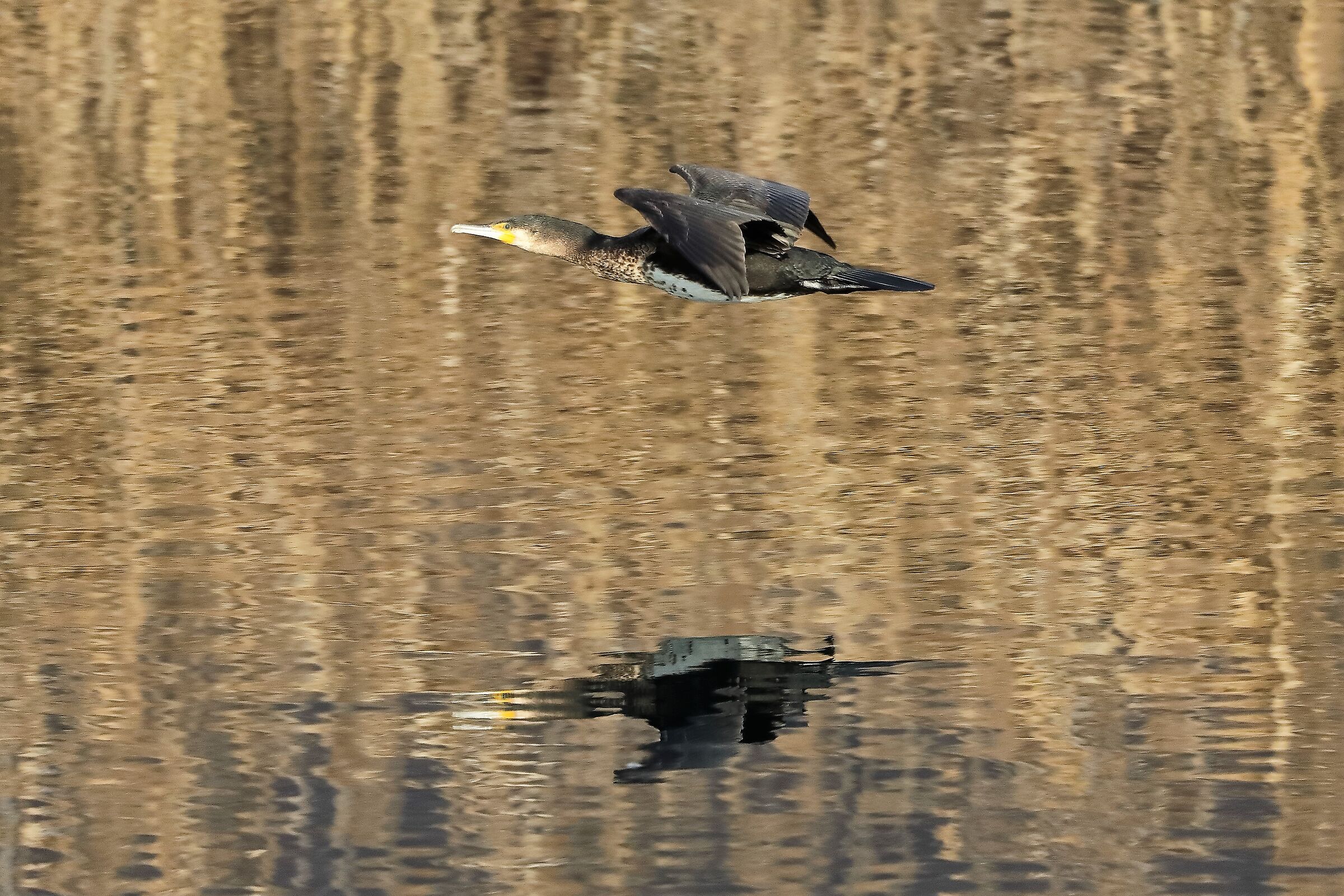 Cormorano 03-02-2023