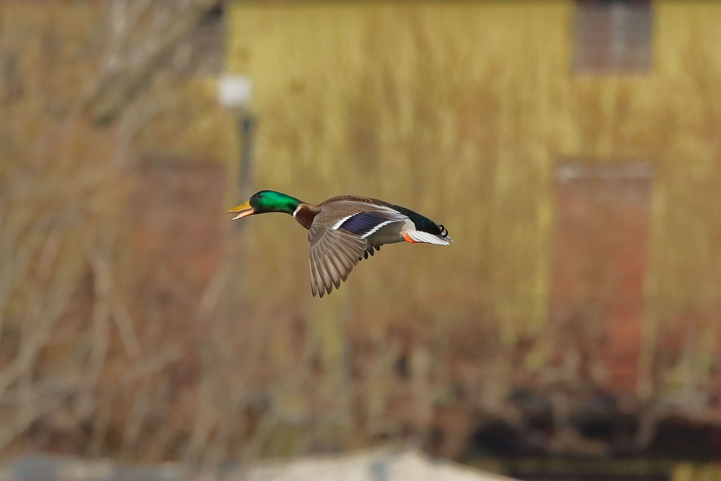 Germano 17 febbraio 2023