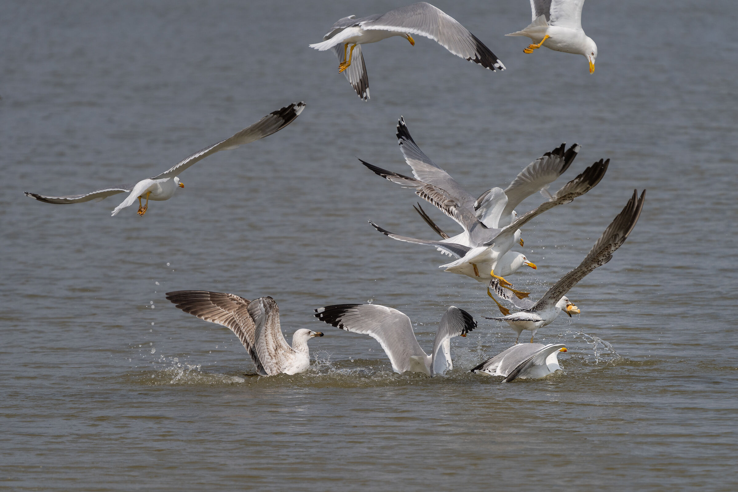 Per un tozzo di pane
