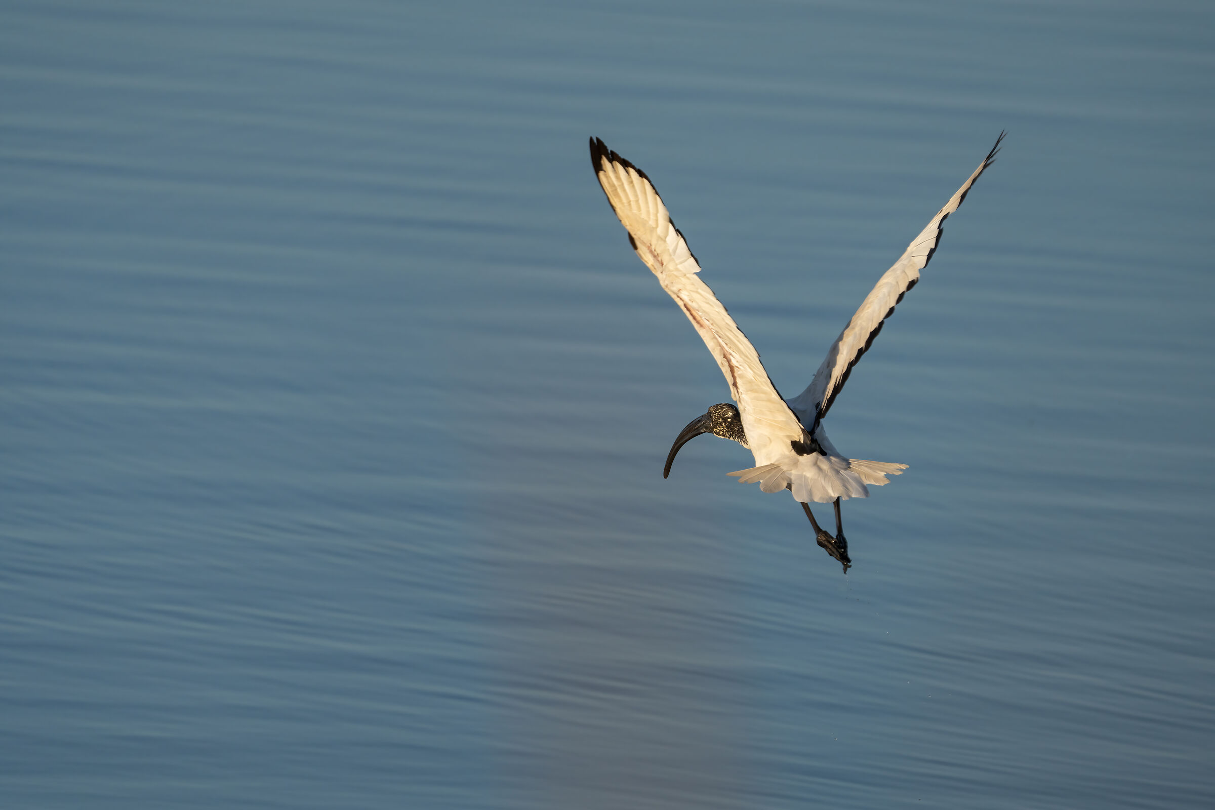 Ibis Sacro (Valli di Comacchio)