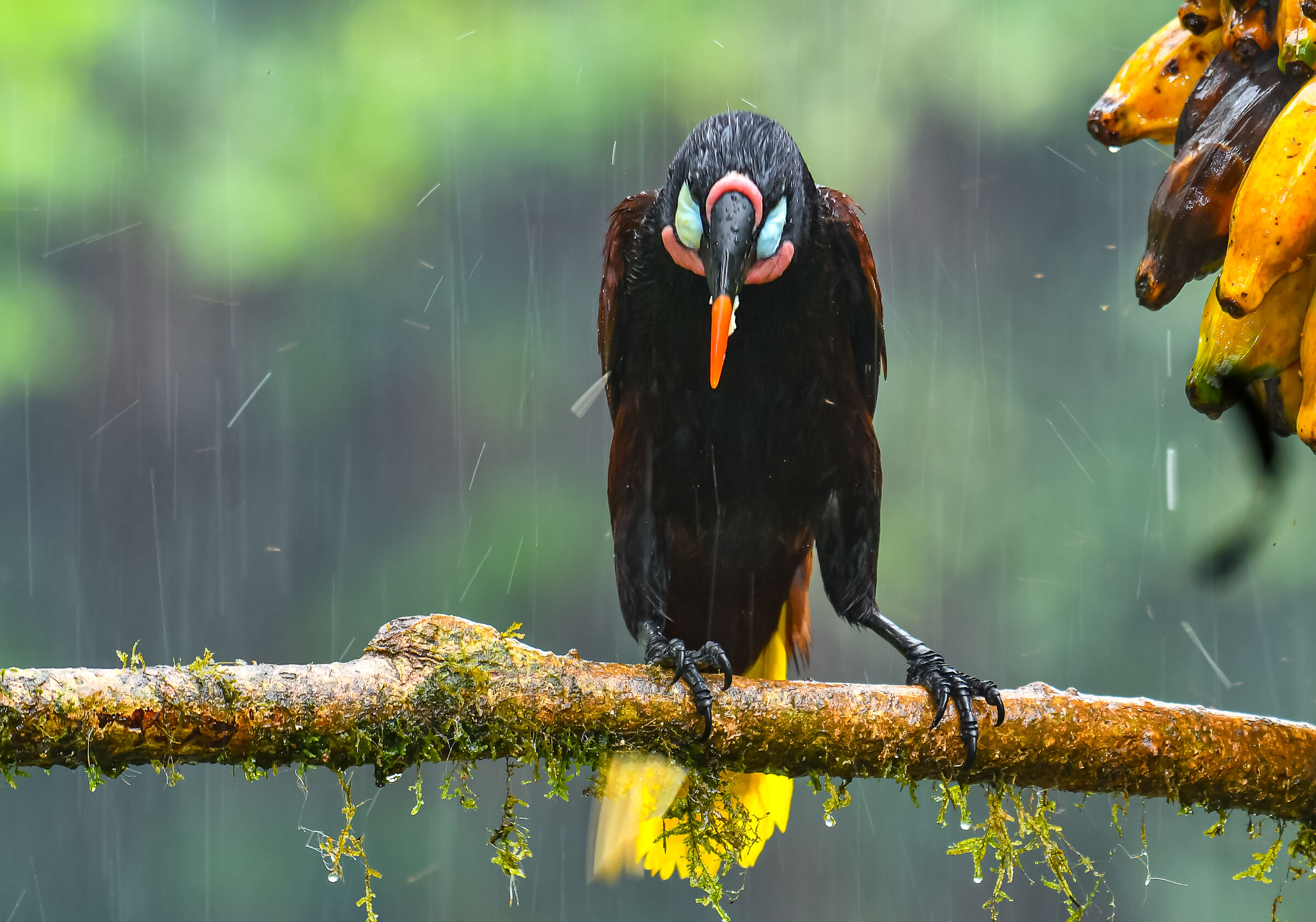 l'oropendola sotto il temporale