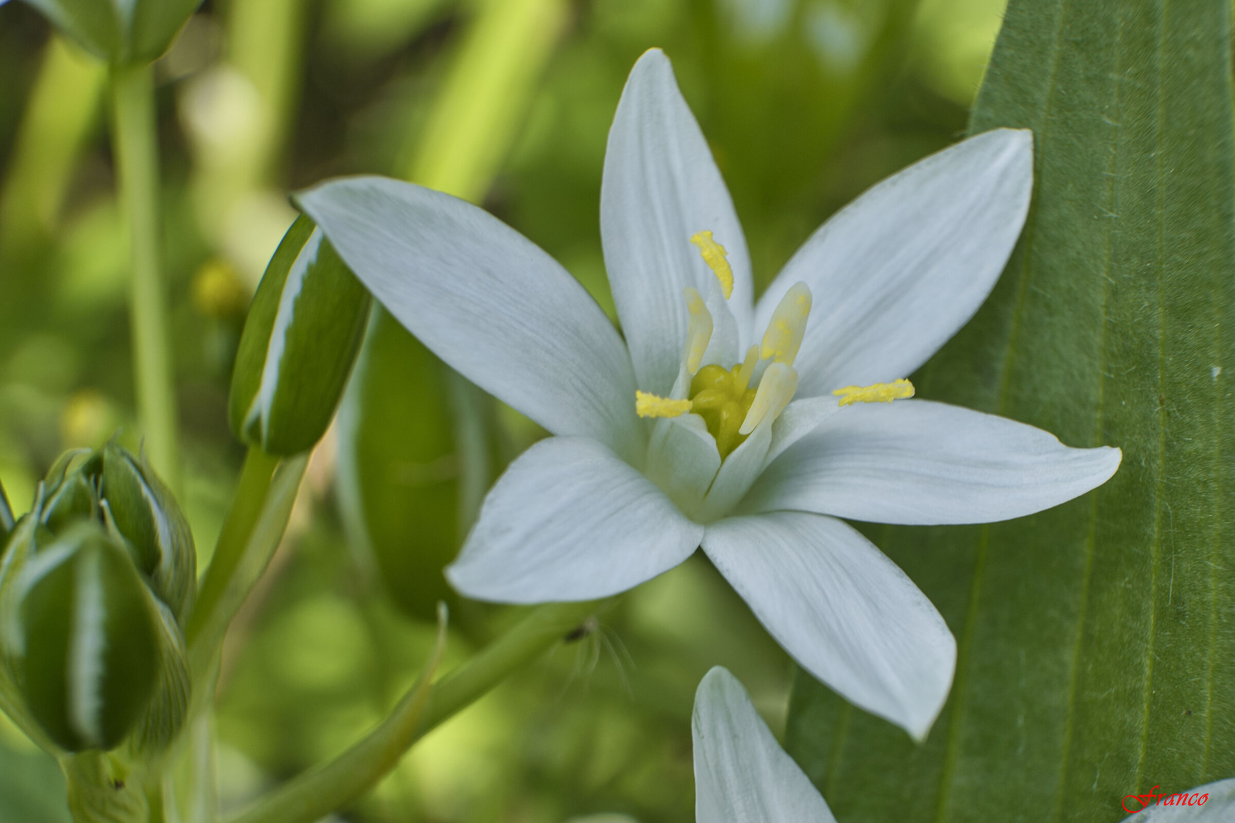 Ornithogallo (star of Bethlehem)