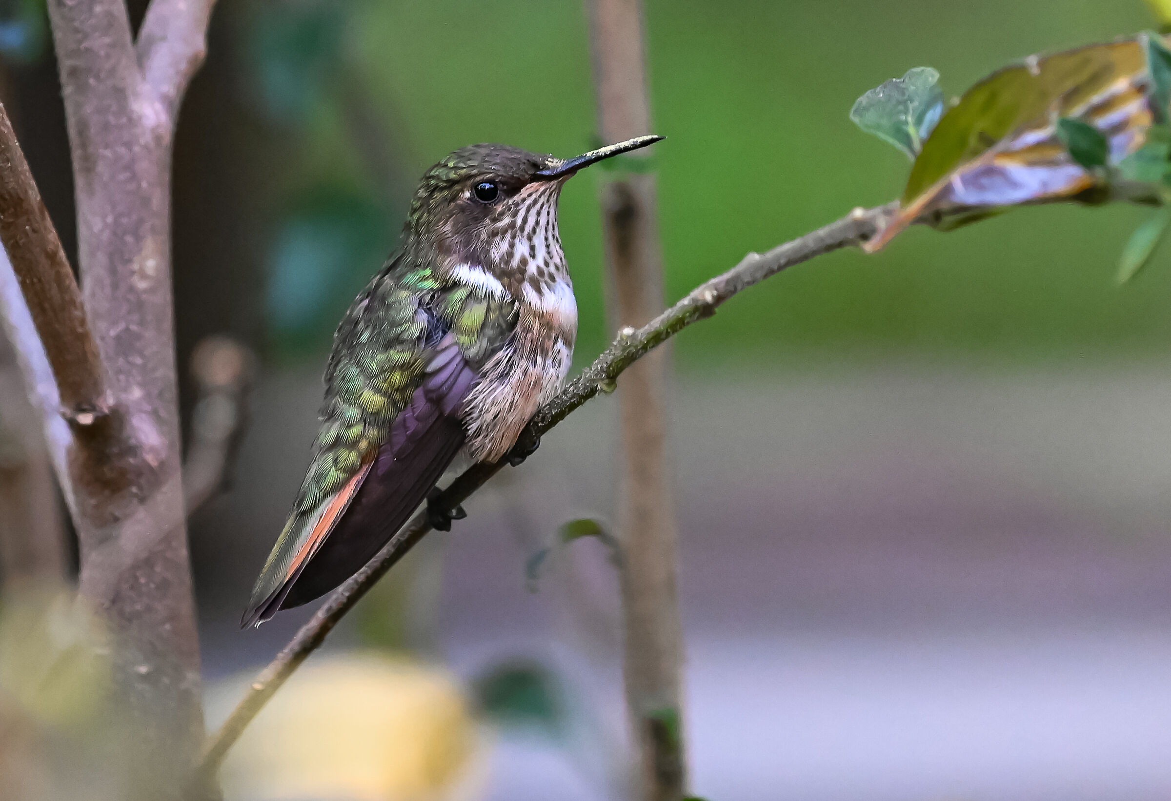 il colibrì dei vulcani