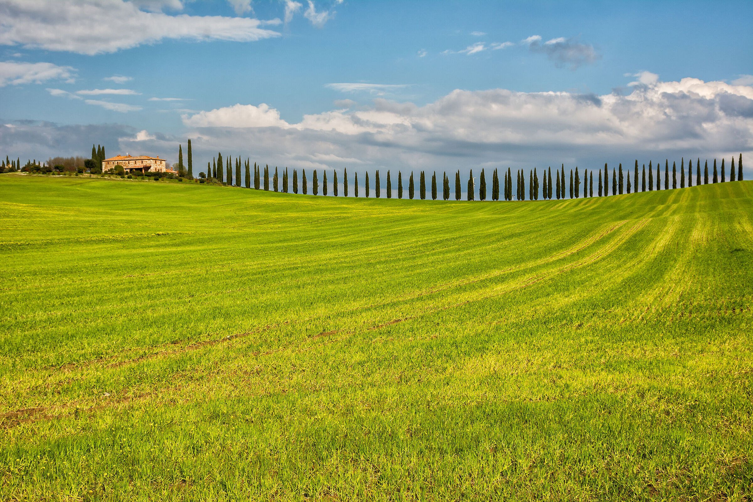 I cipressi della Val d'Orcia