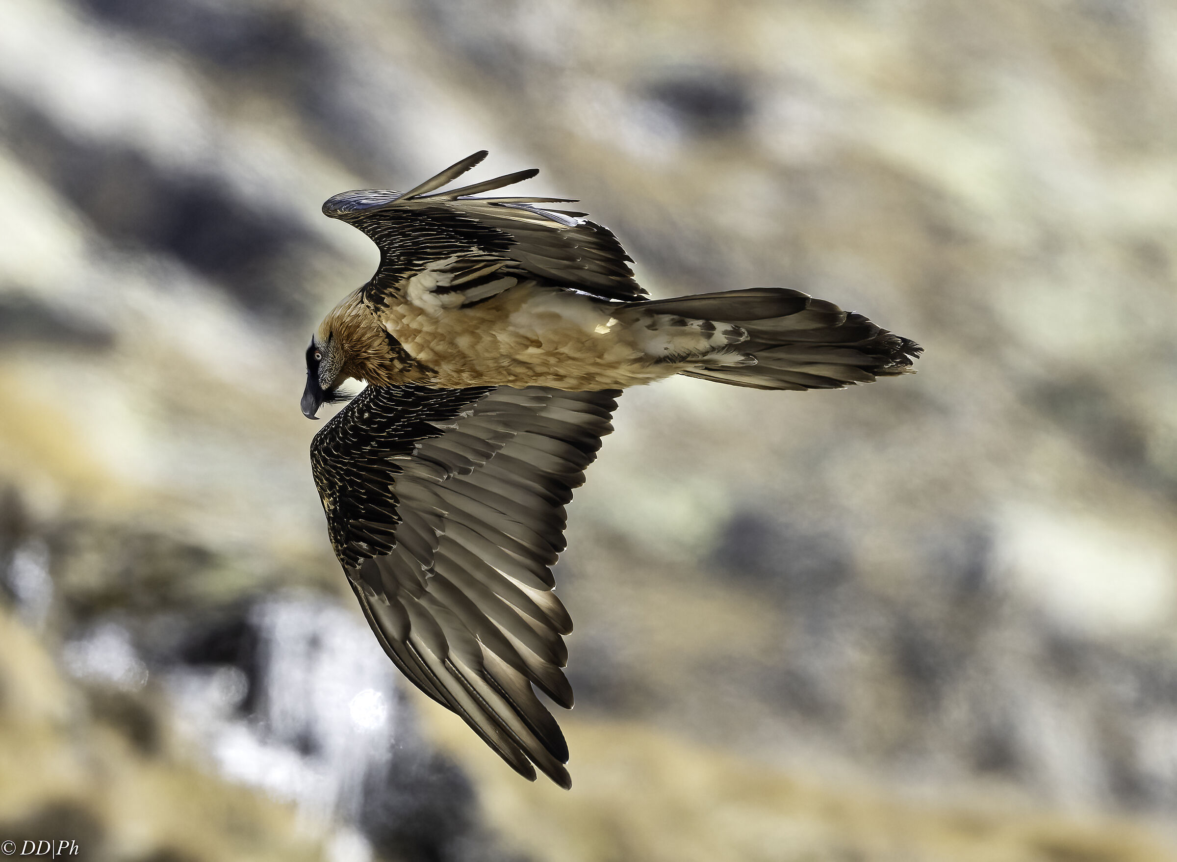 Bearded vulture