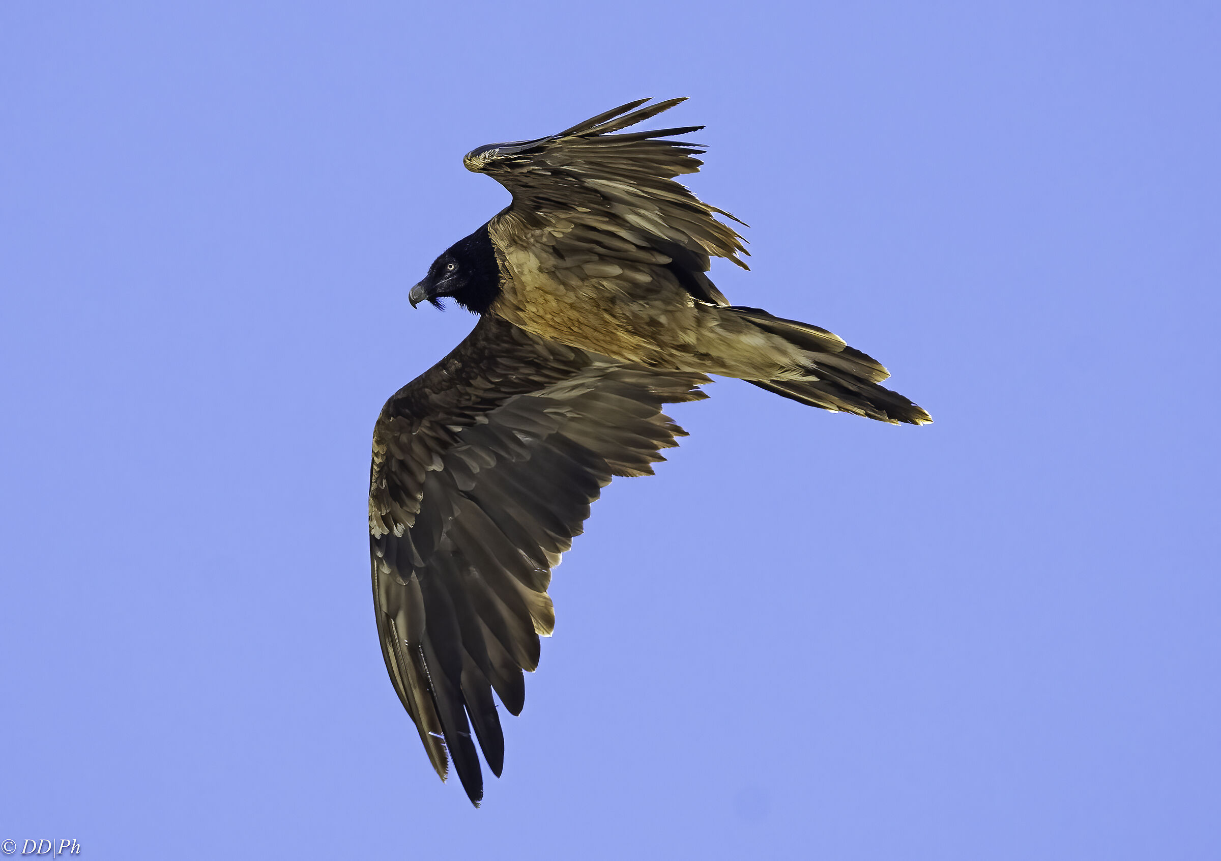 Bearded vulture