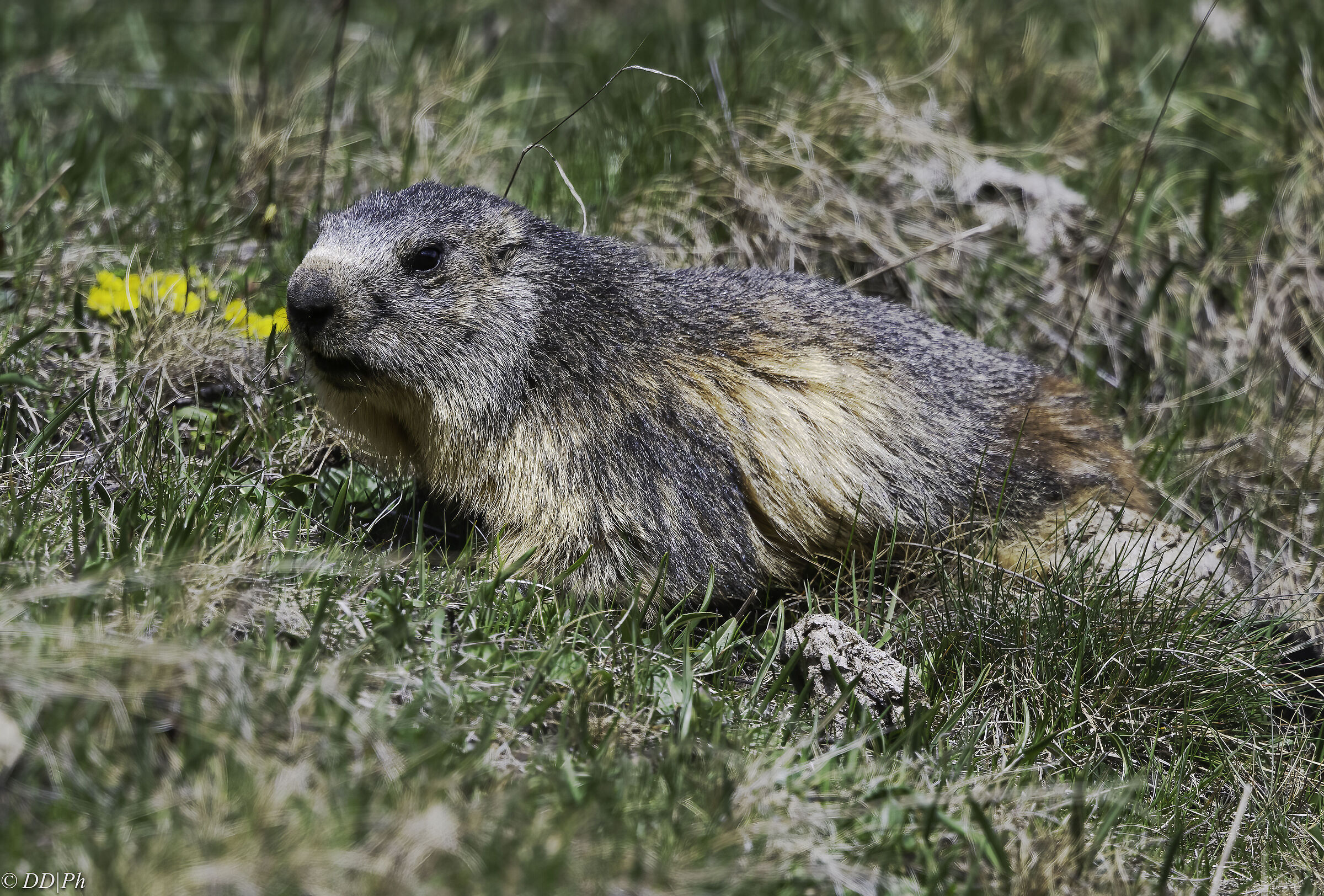 Marmot