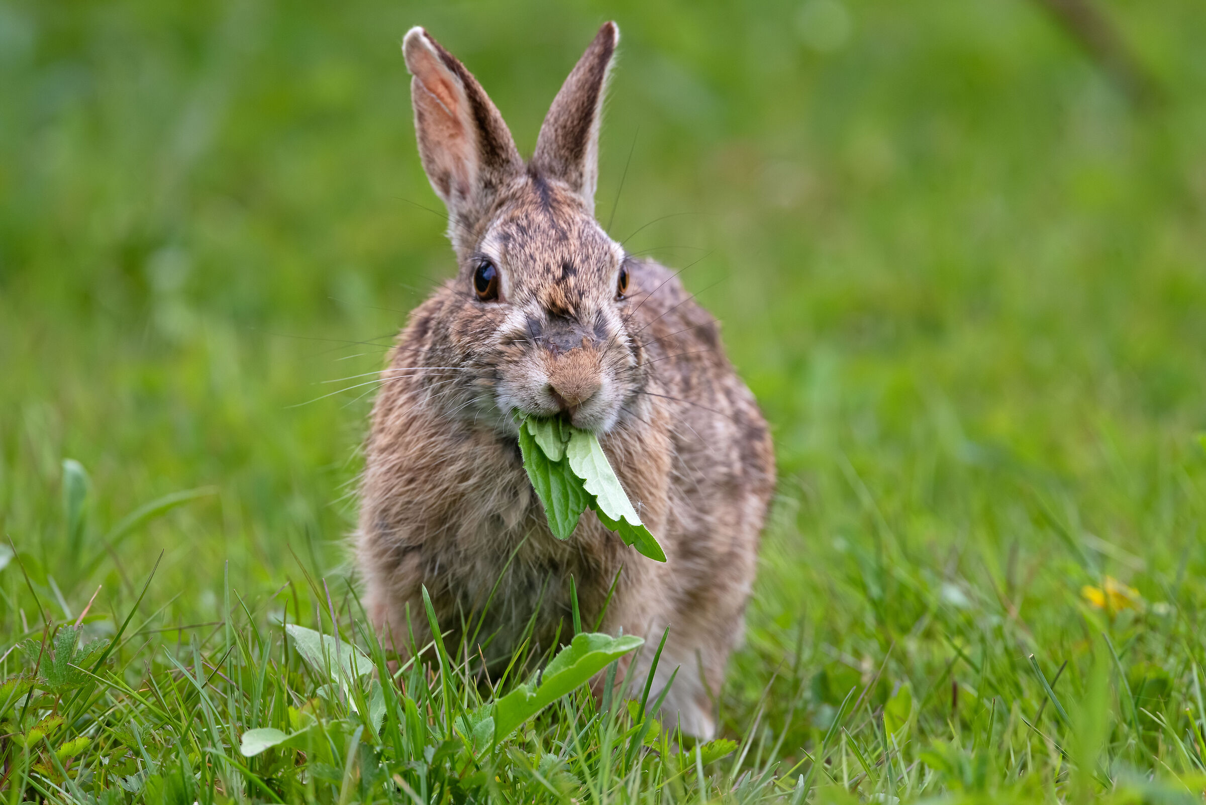 Lunch time for the Hare