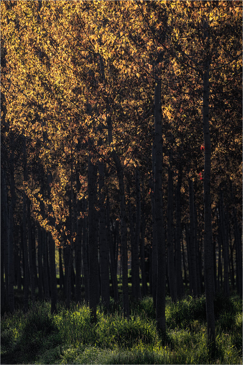 Burning Wood