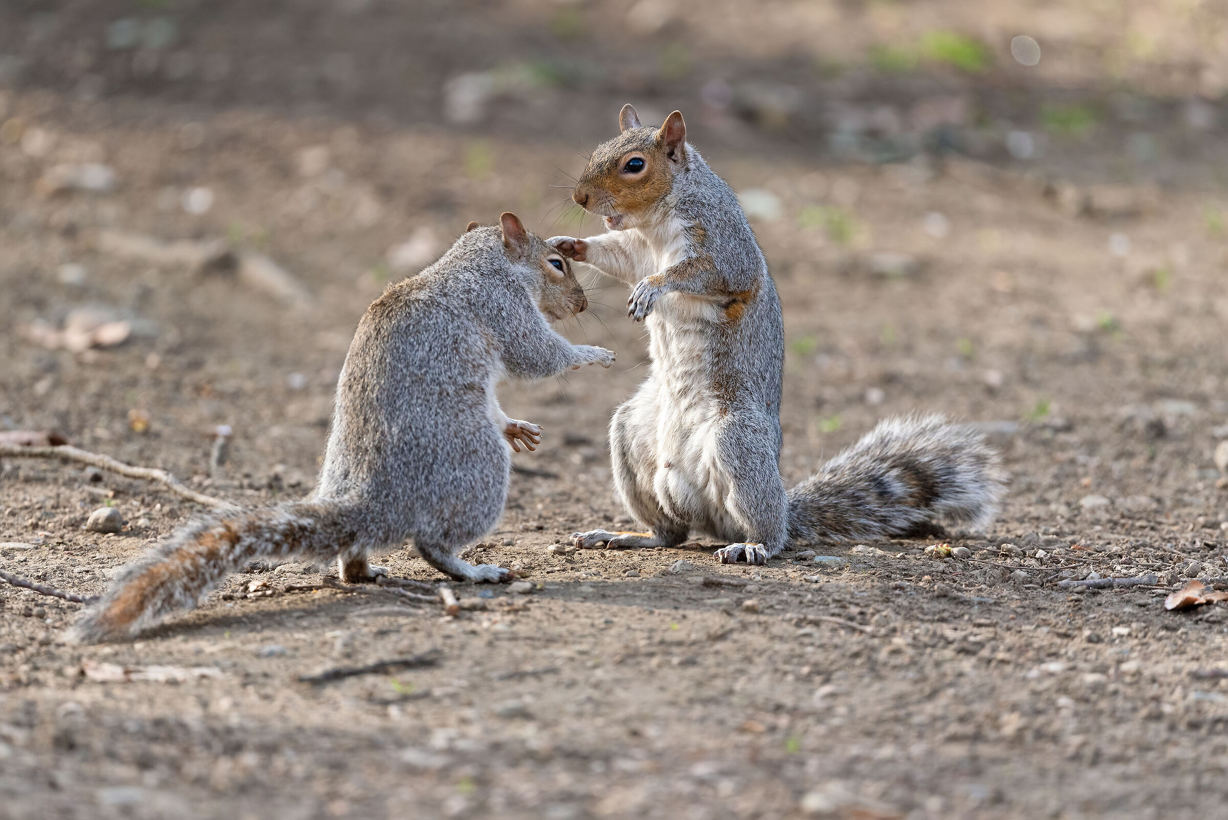 Danza d'amore degli scoiattoli
