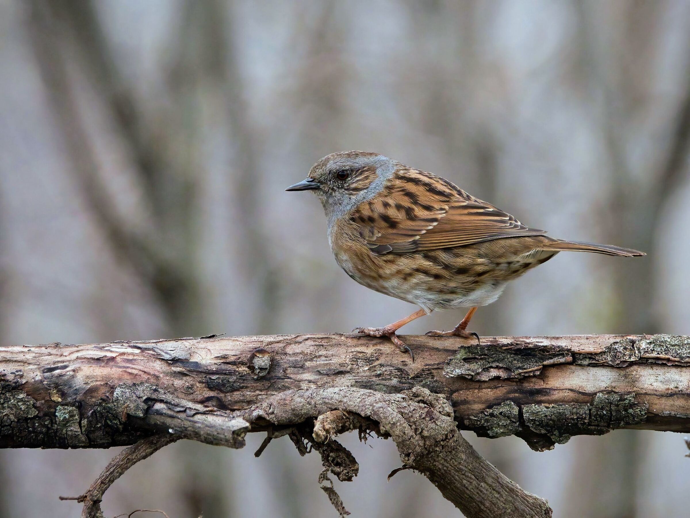 Dunnock