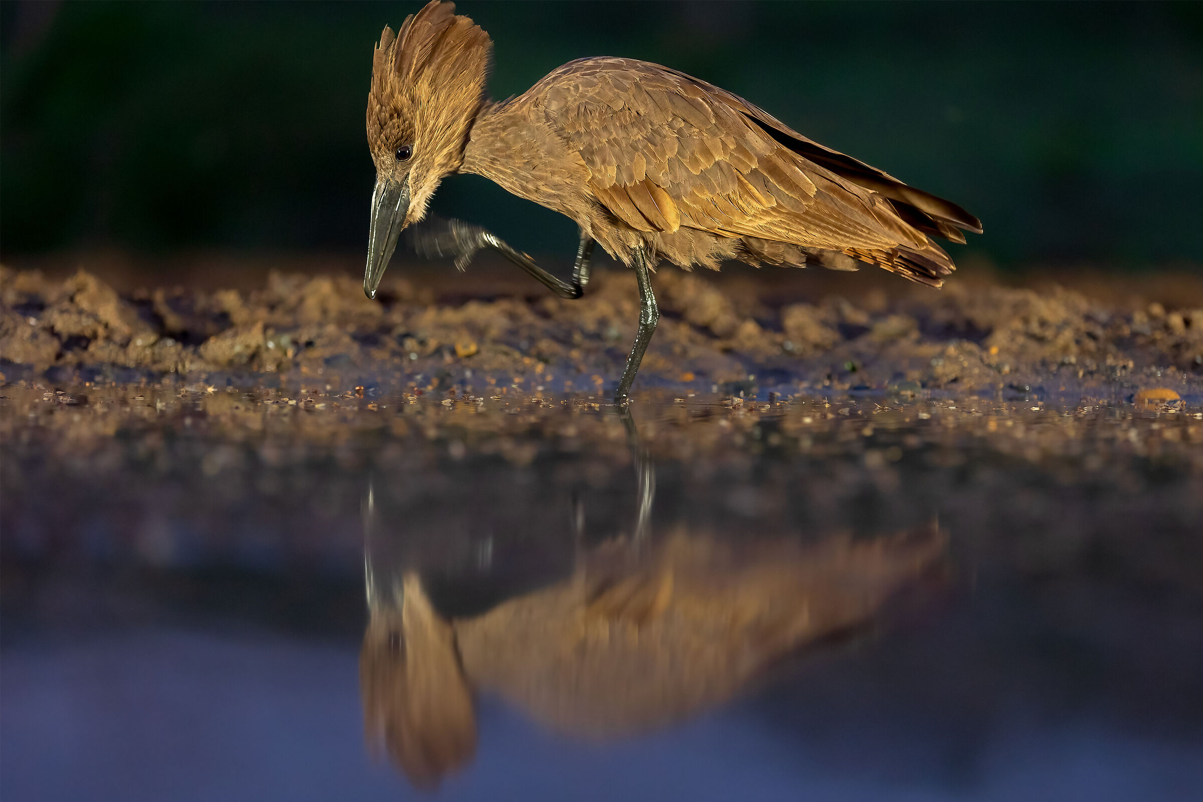 Umbretta/ Hamerkop