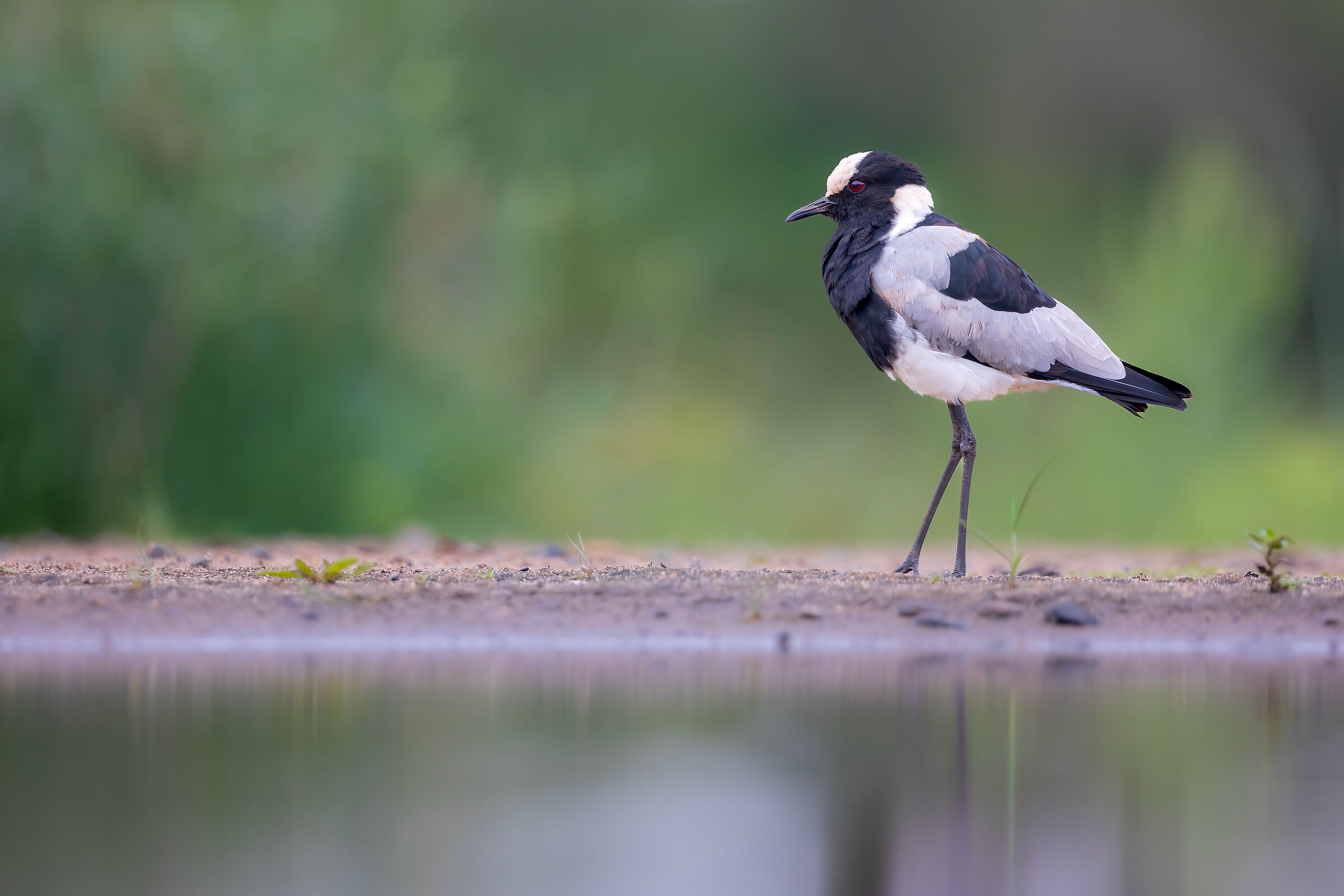 Blacksmith lapwing/ Blacksmith lapwing