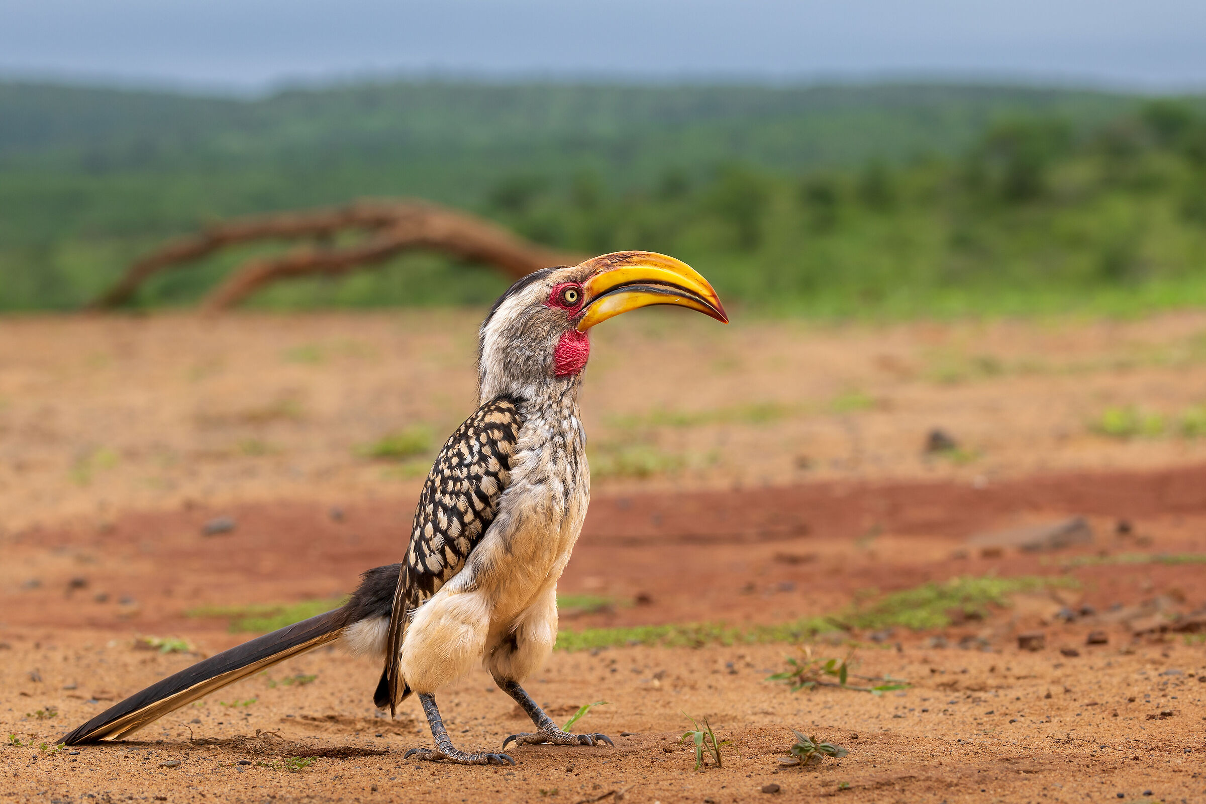 Bucero beccogiallo meridionale