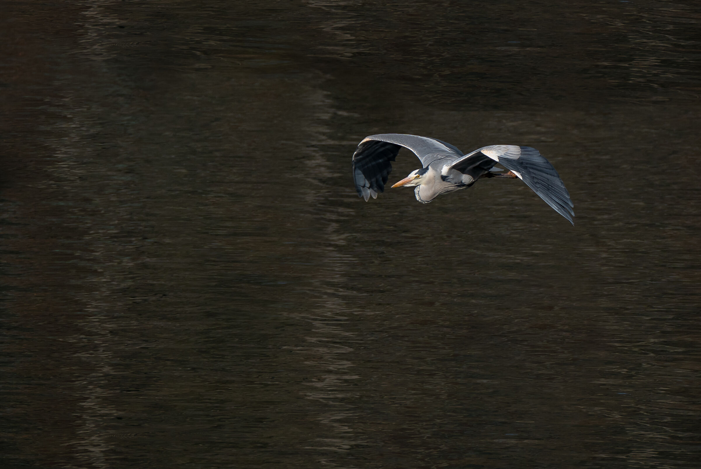 Sorvolando...