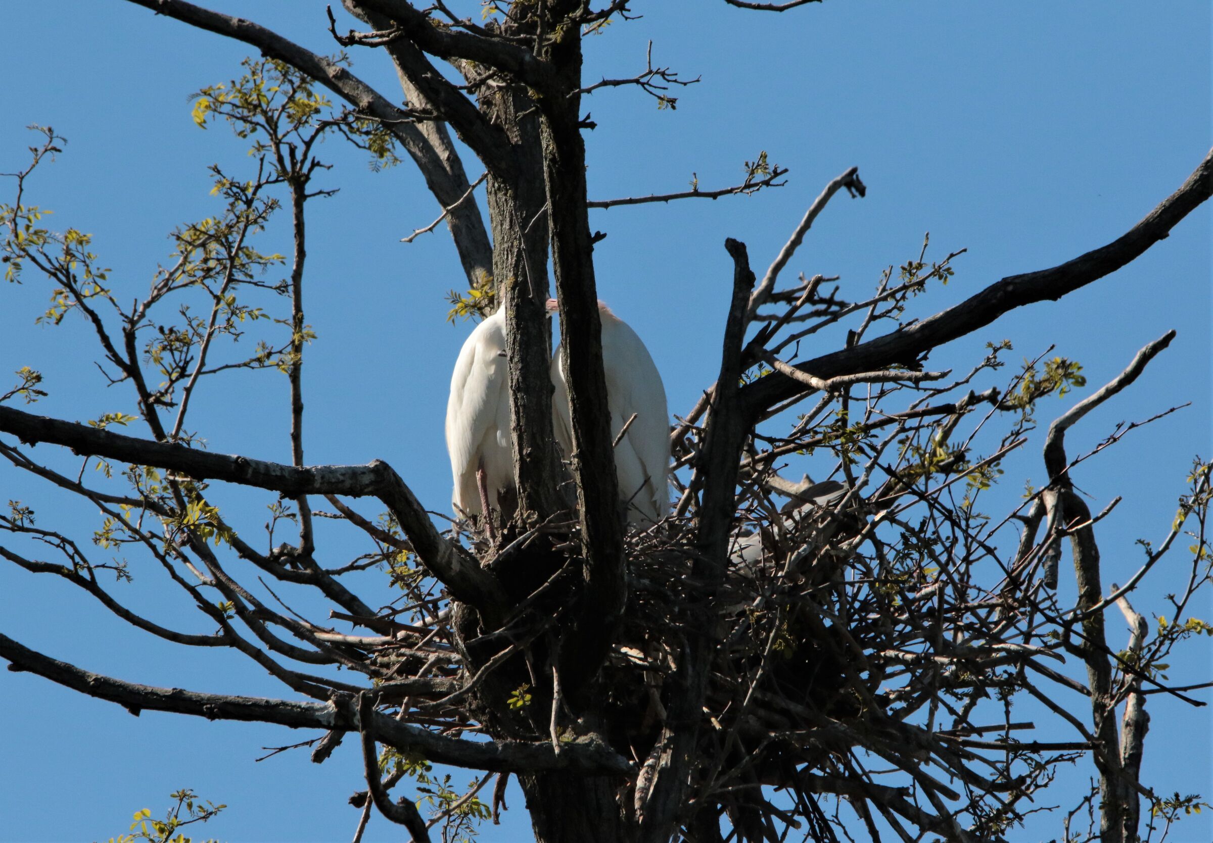 "Two hearts one nest!!!"