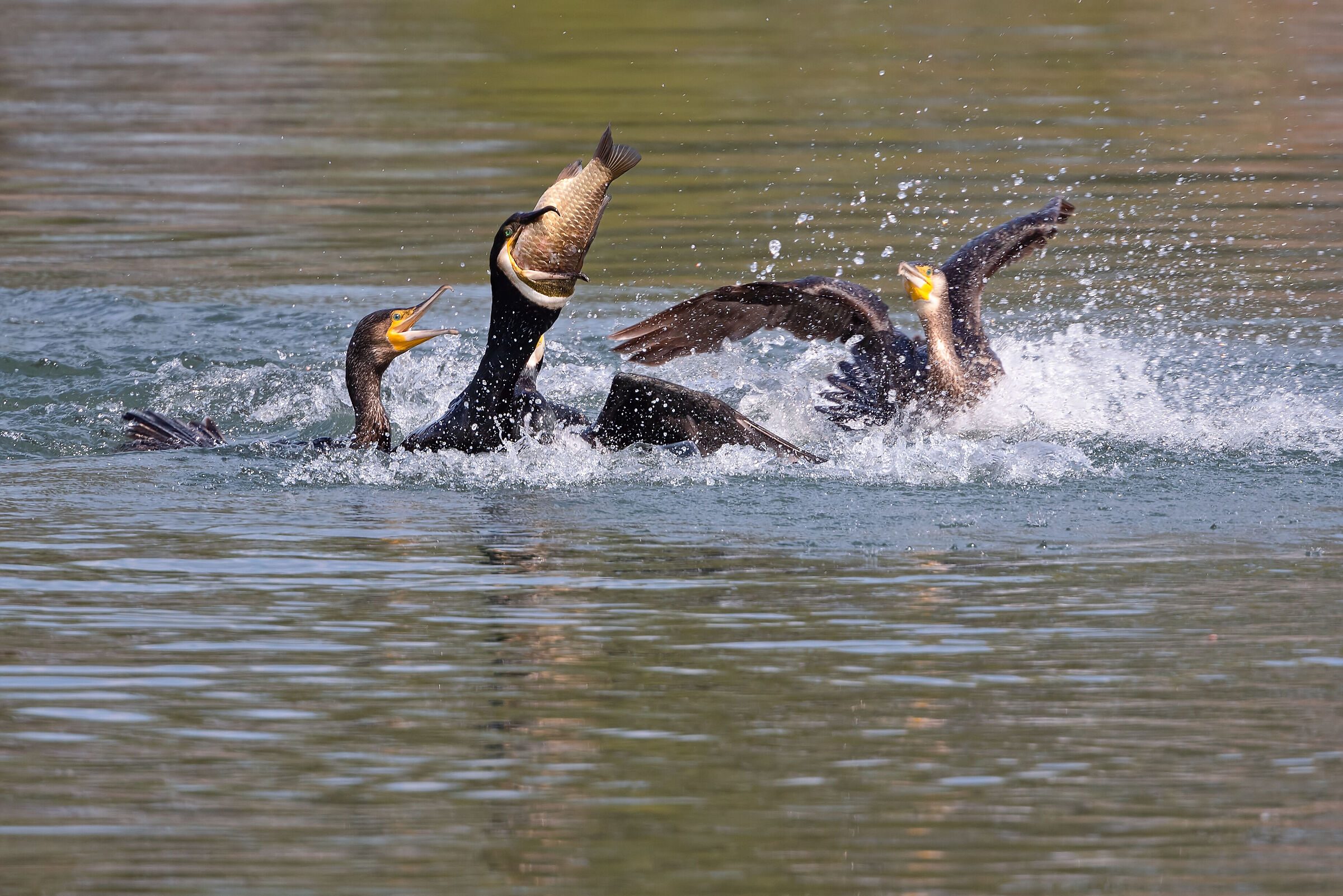 Lauto pasto per i cormorani