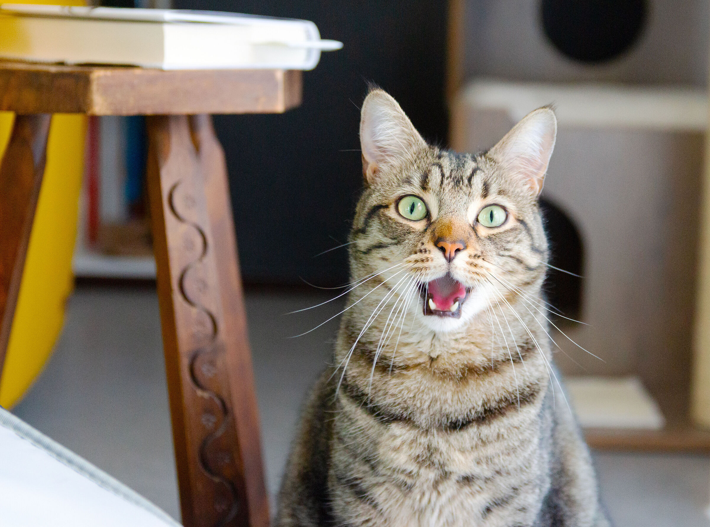 Miaooooooo