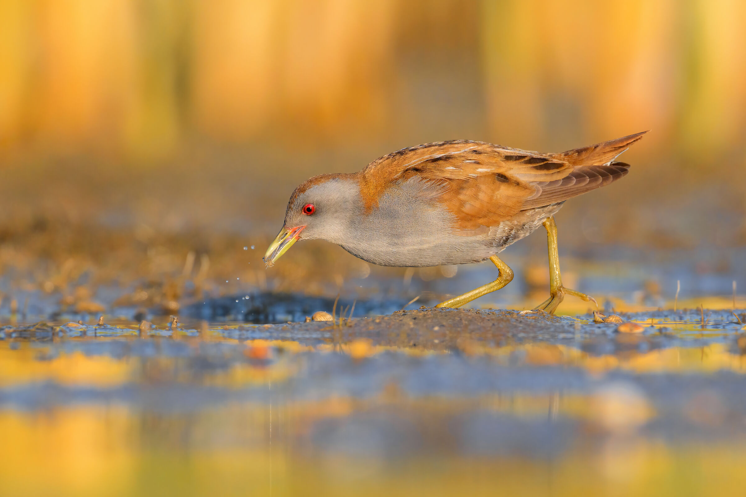 Little crake