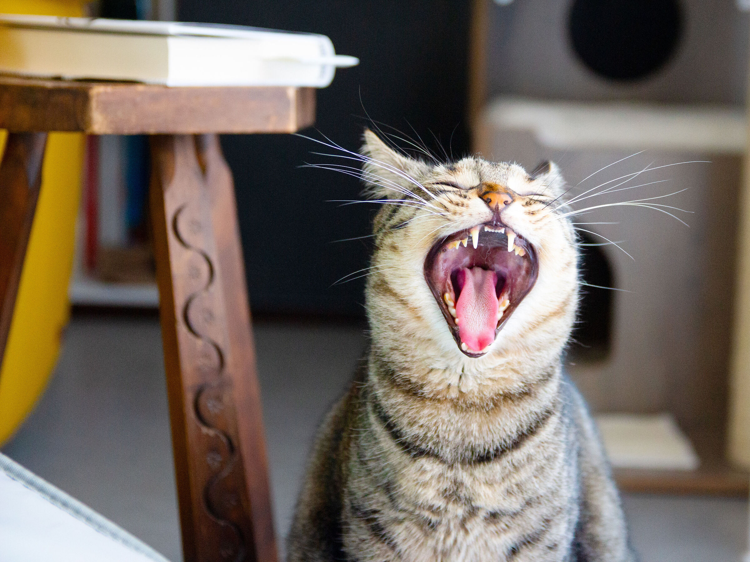 Miaaaoooaaarrrgggghhh