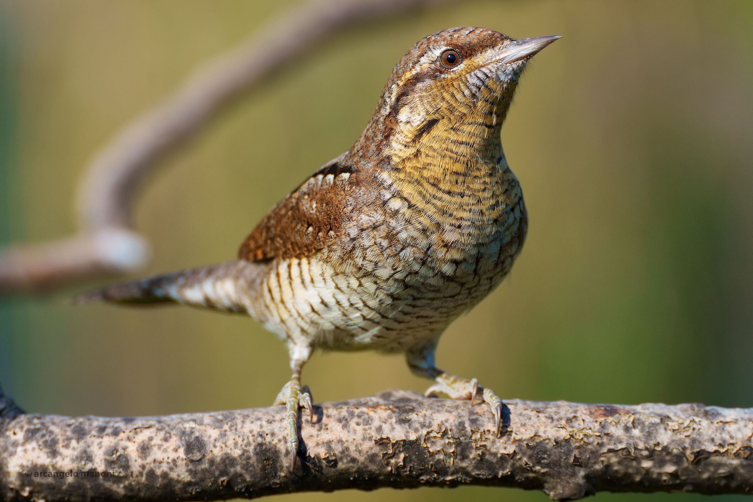 The stiff neck on the attentions