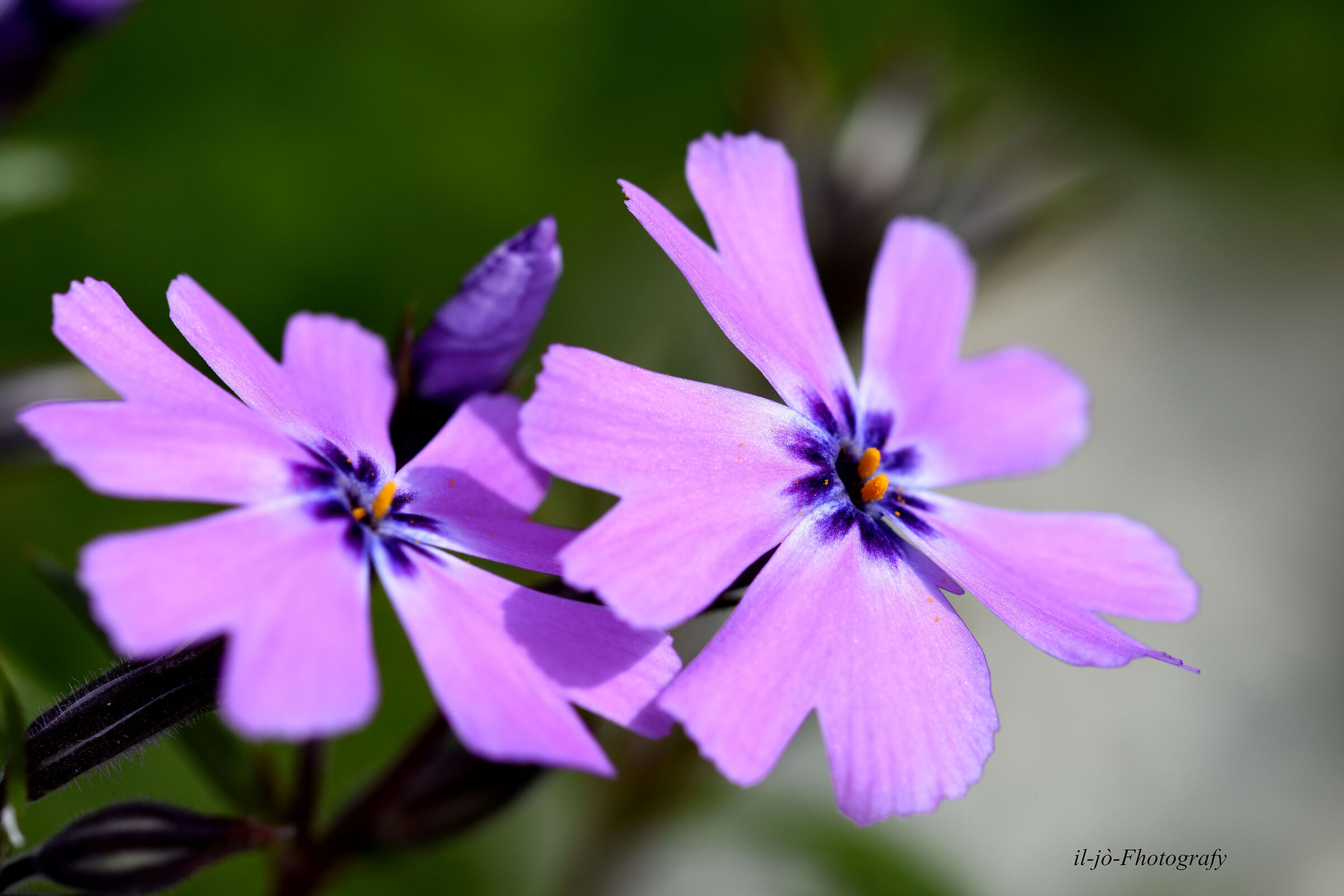 Untitled Photo