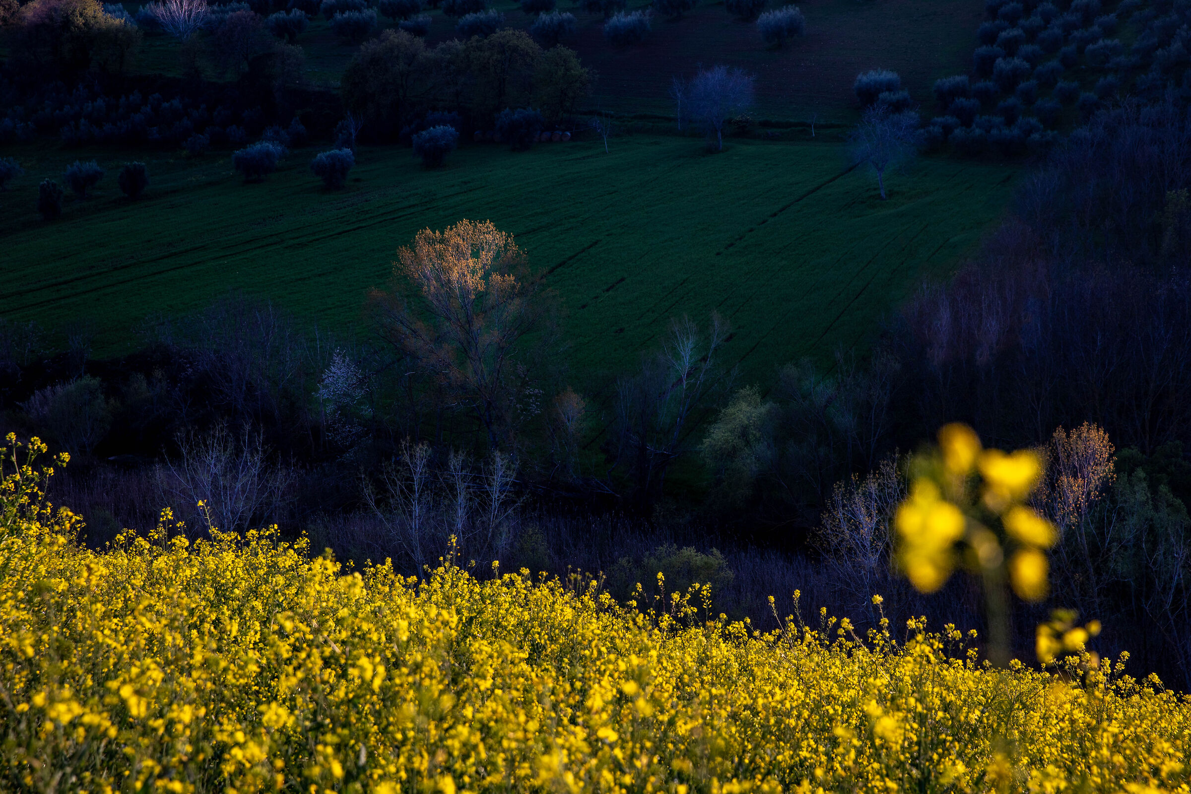 And it's immediately a yellow