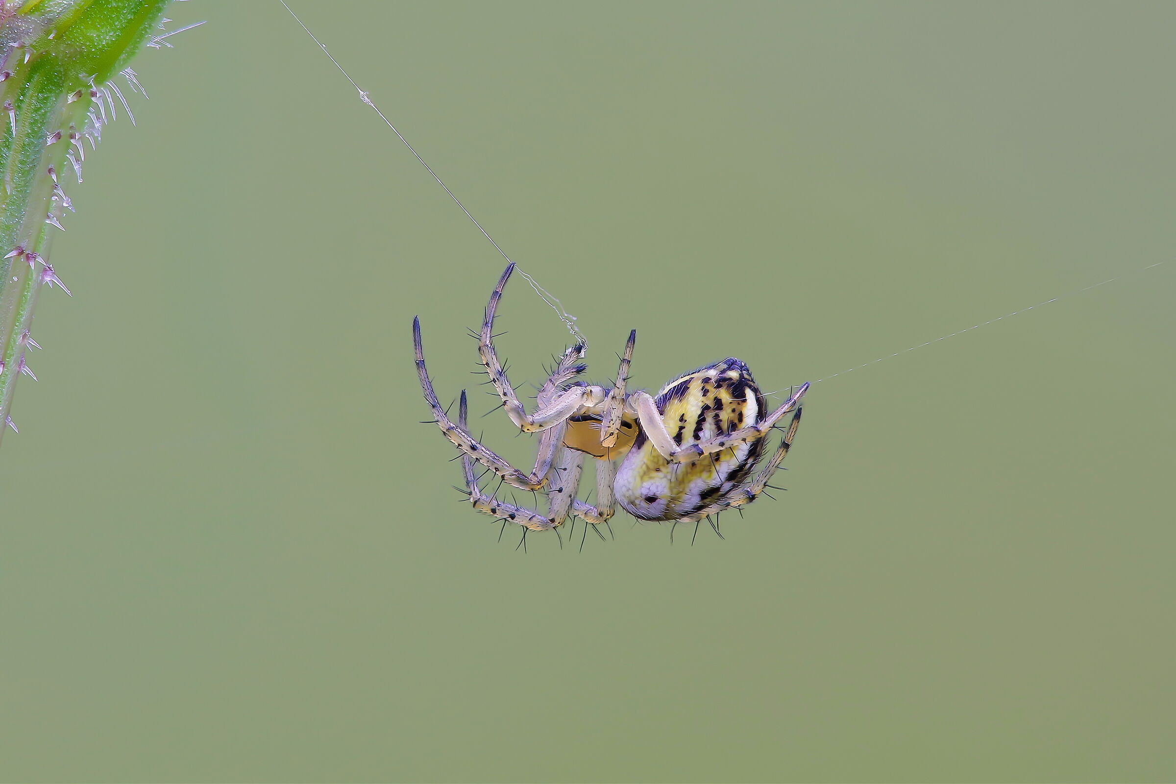 The tightrope walker (Mangora acalypha)