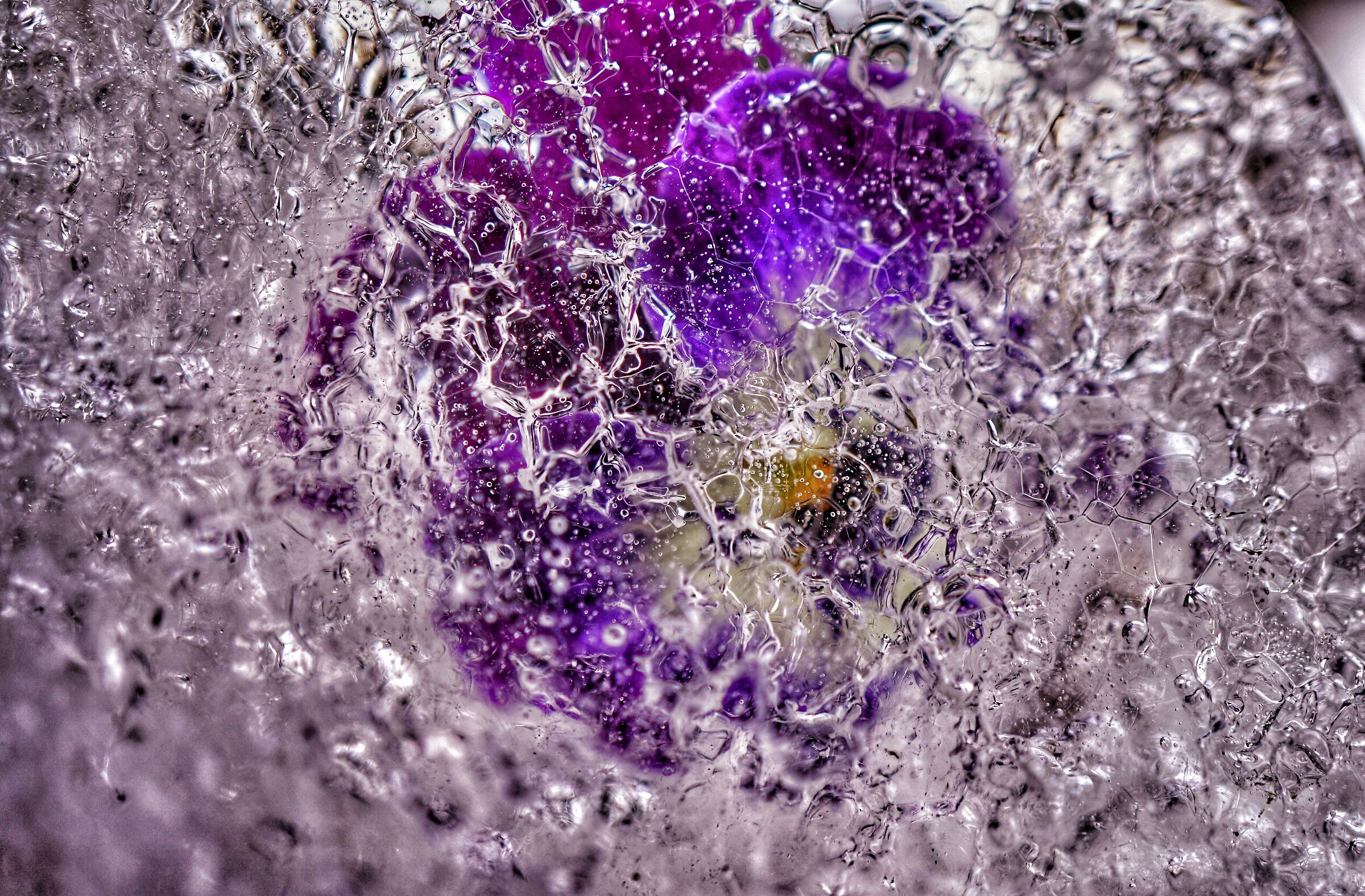 Frozen pansy