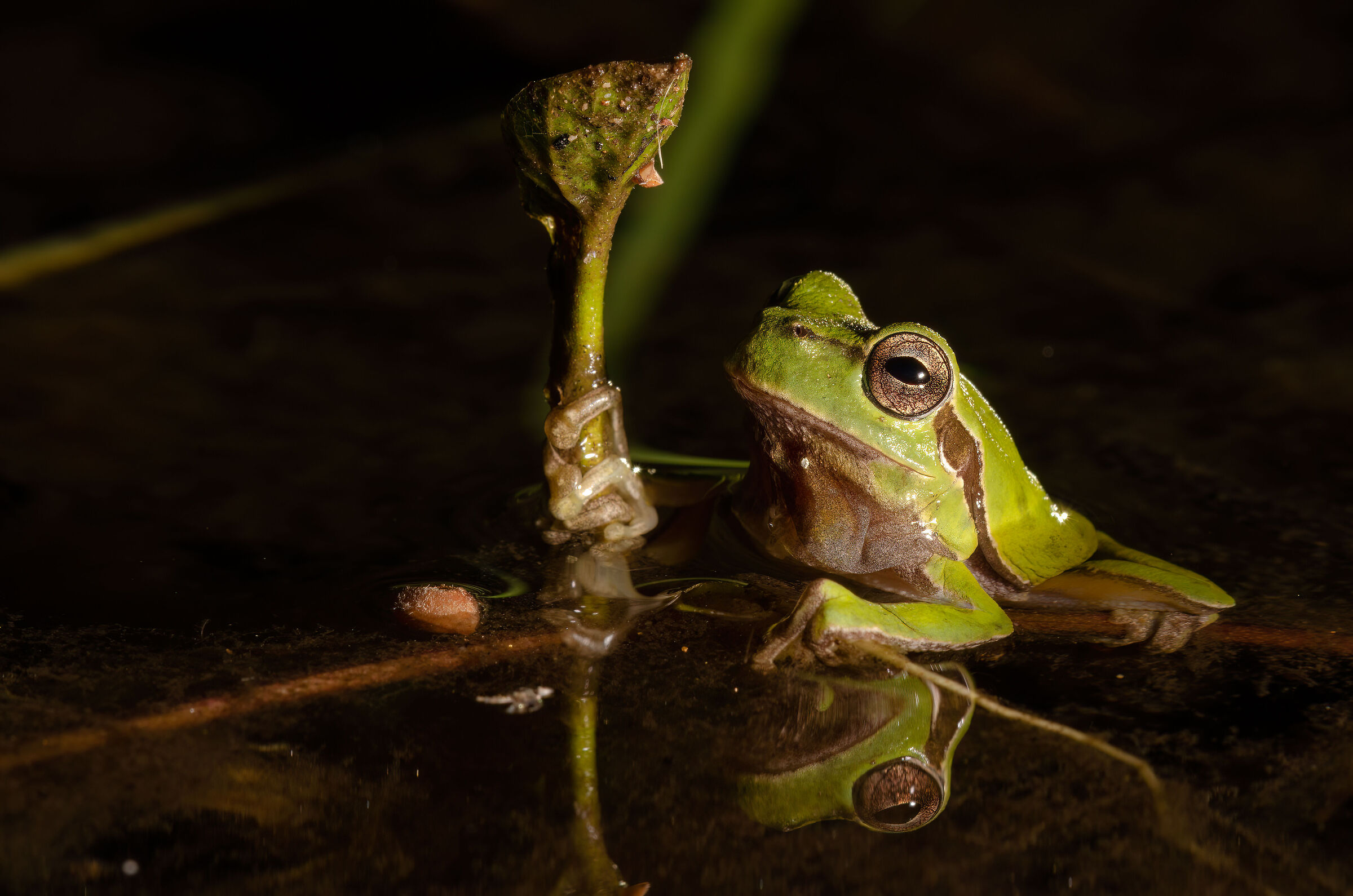 Hyla Sarda