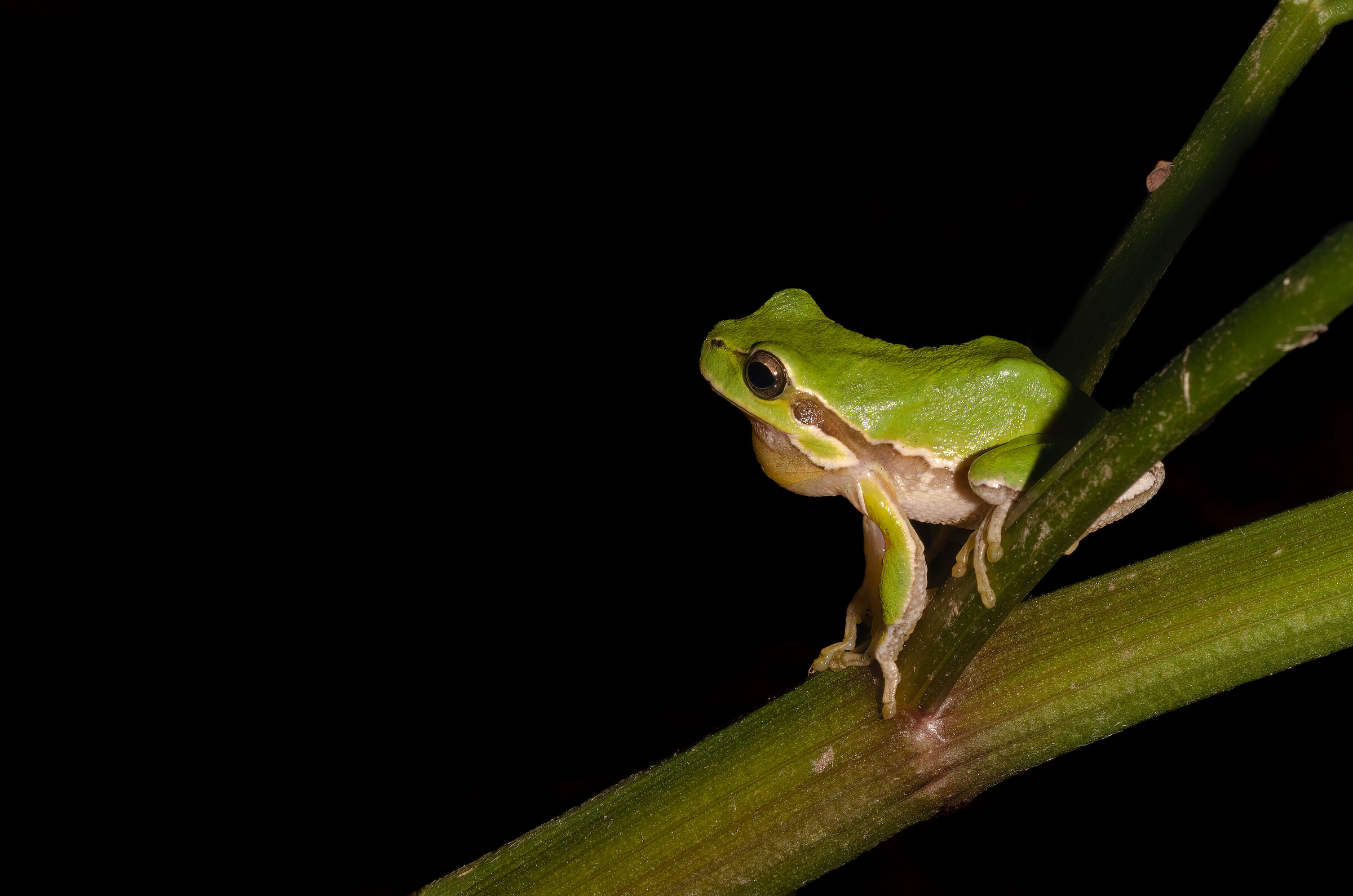 Hyla Sarda2