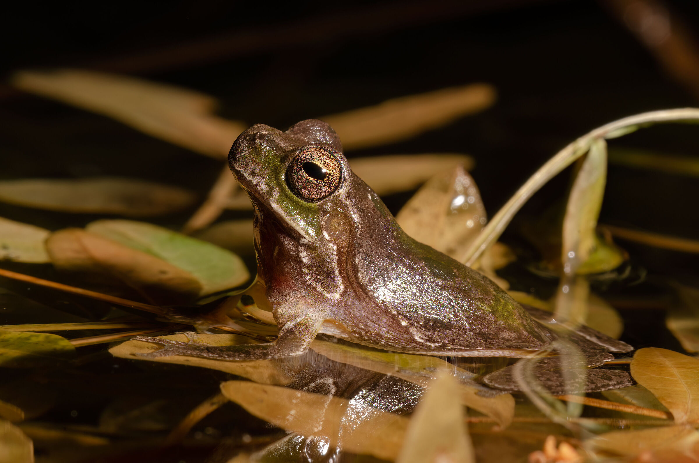 Hyla Sarda3