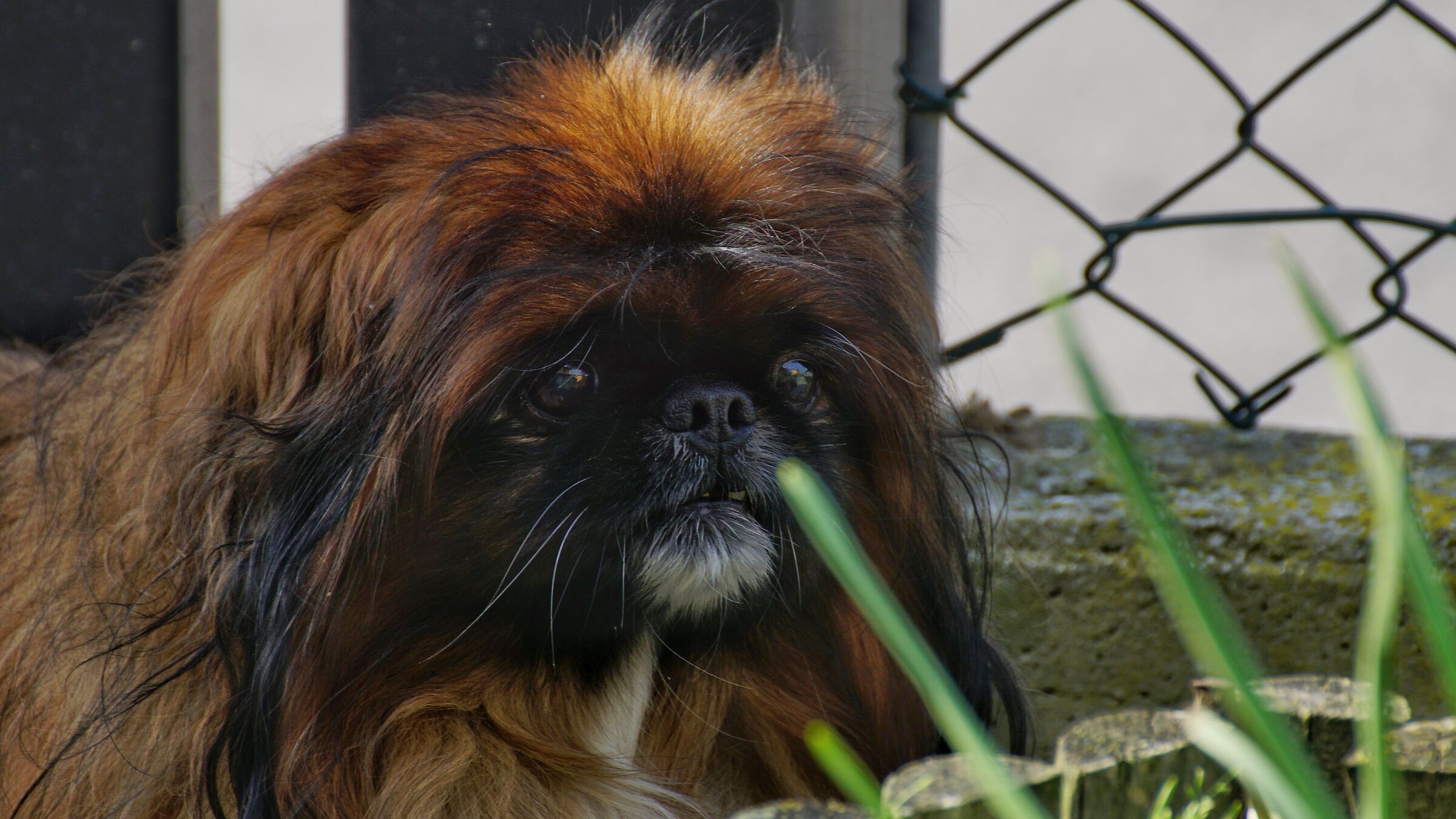 Ringo il mio vecchio leone senza un dente