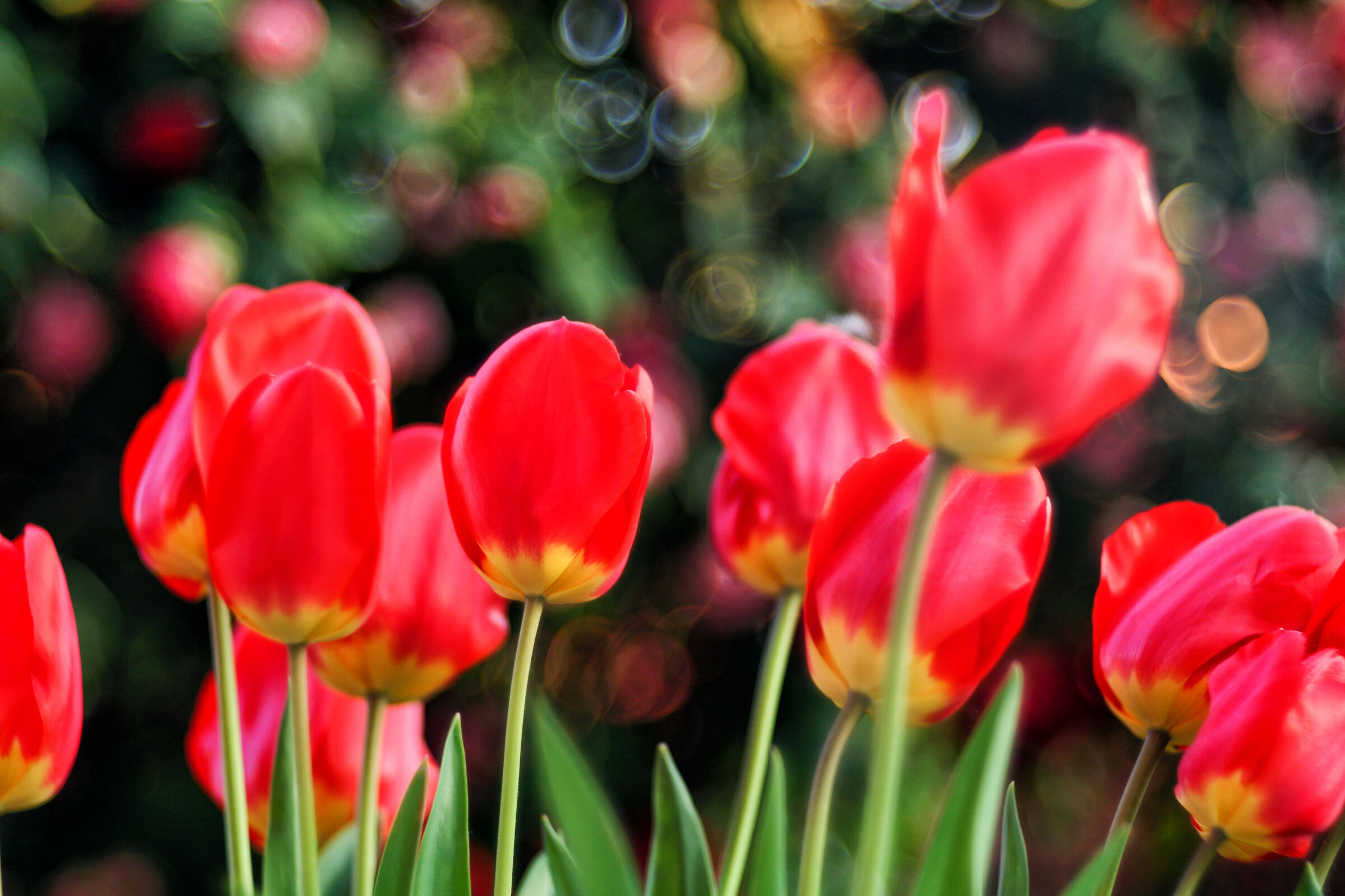 Coriandoli sui Tulipani