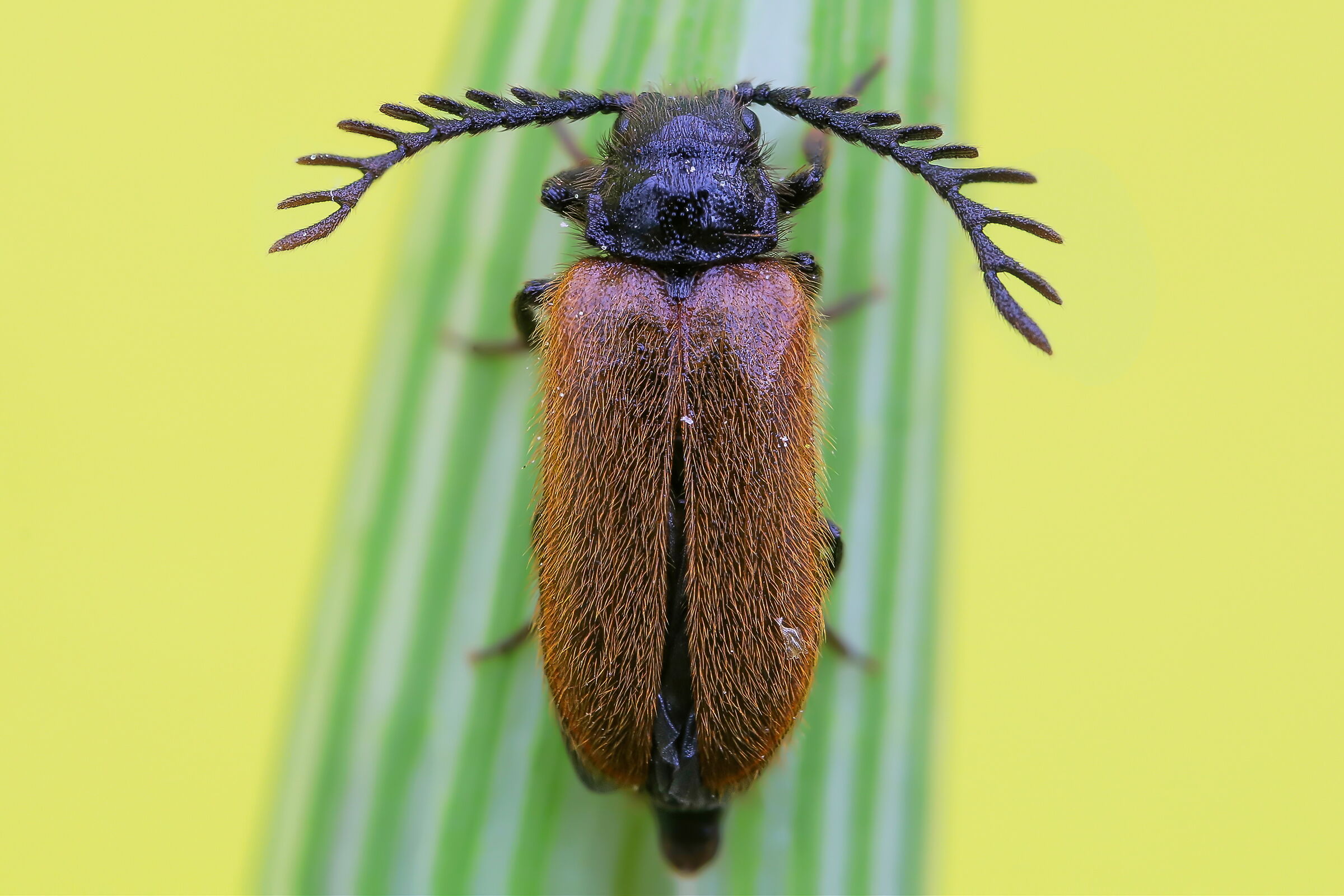 Male Drilus flavescens