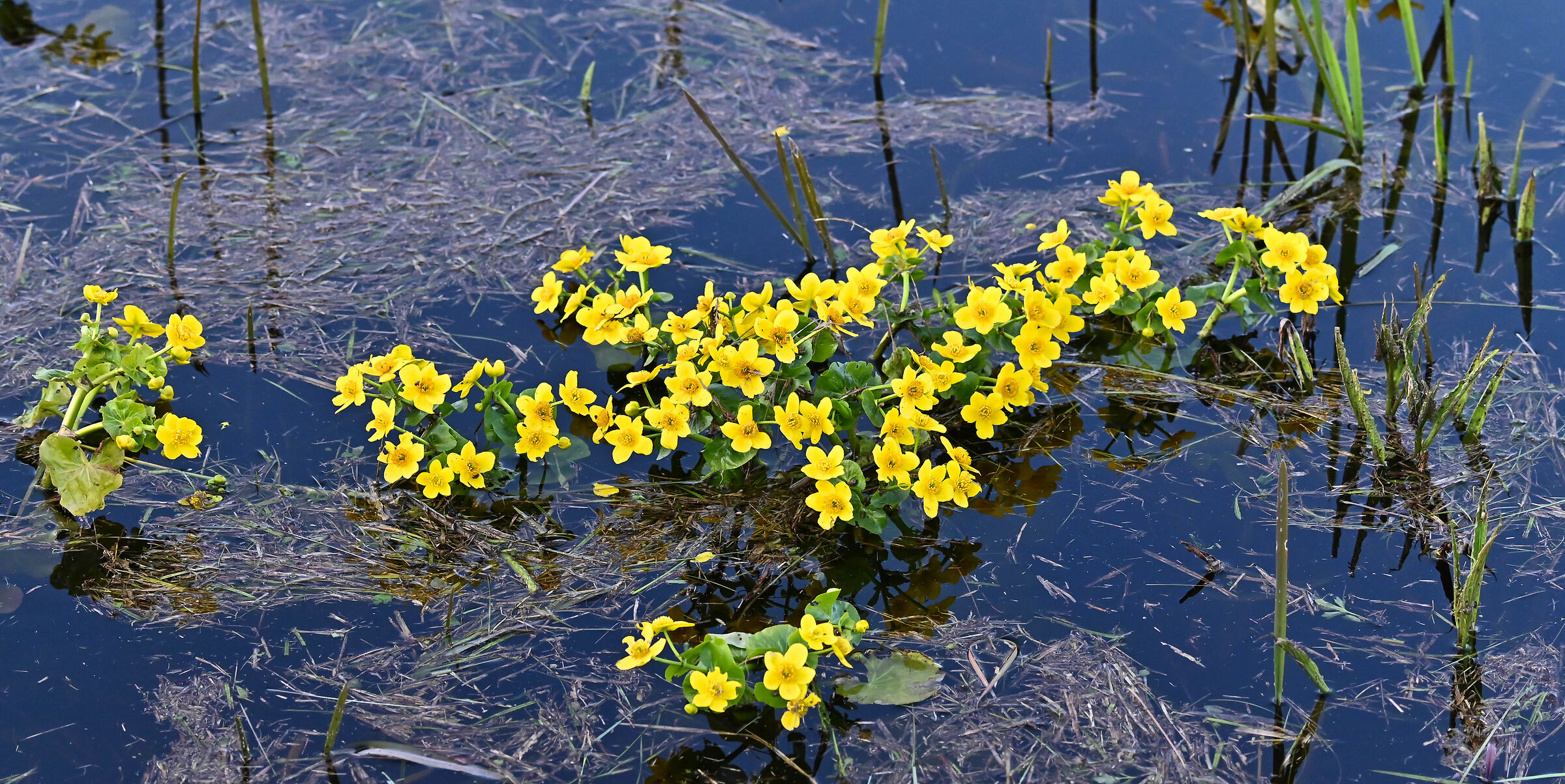 Caltha palustris April 2023