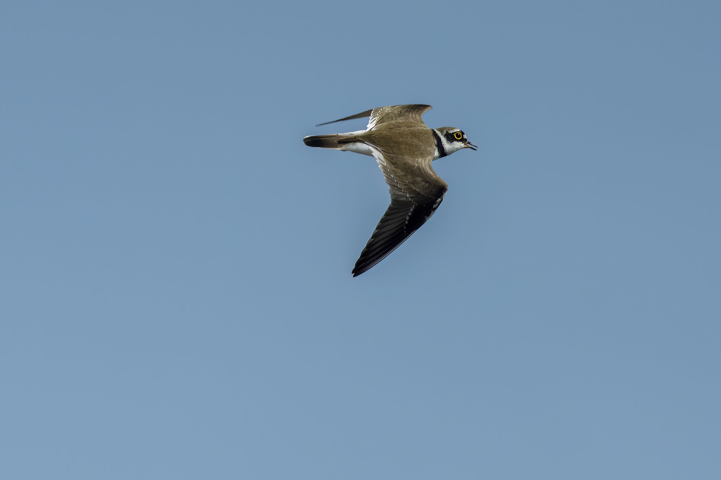Small courier in flight
