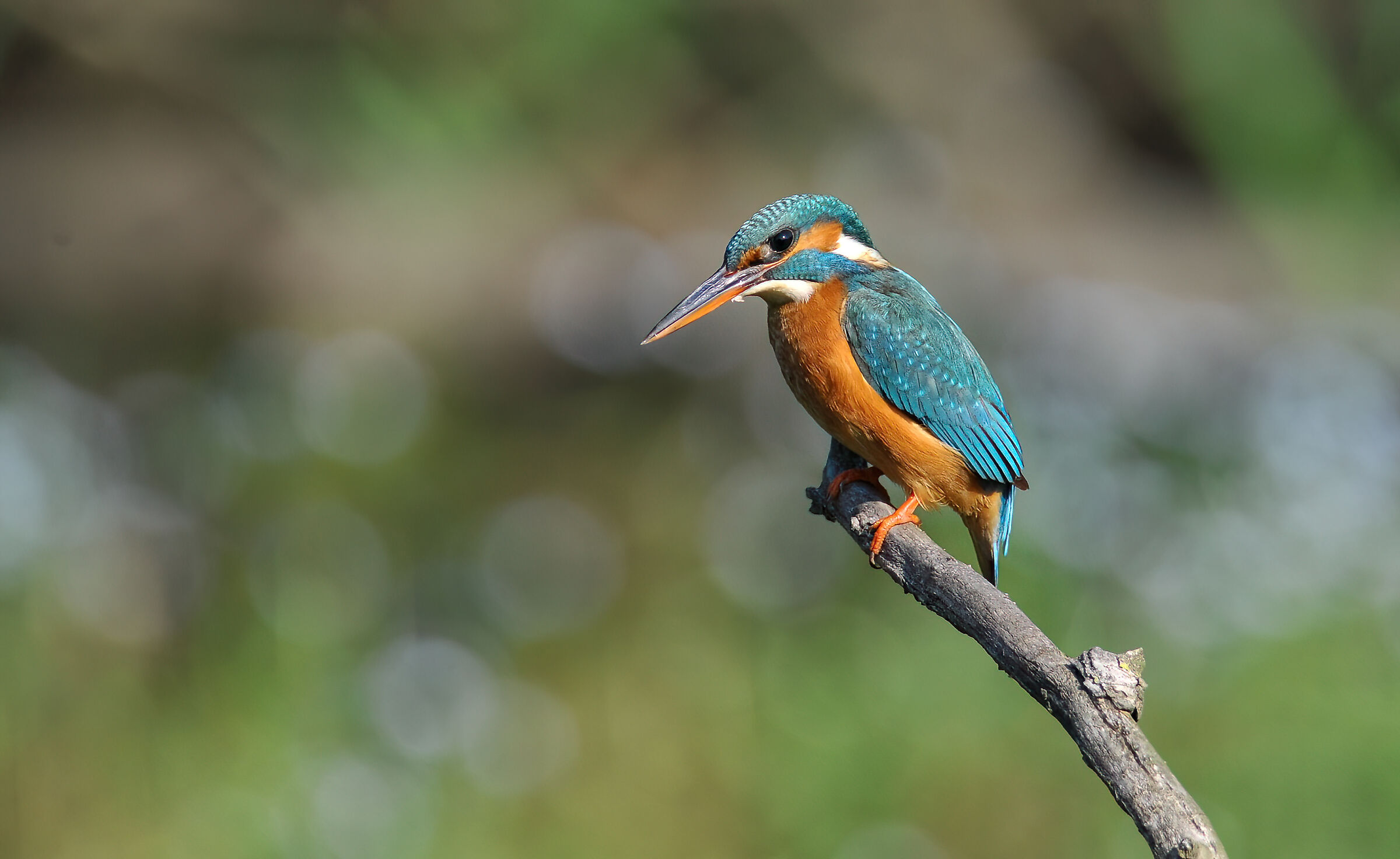 Kingfisher