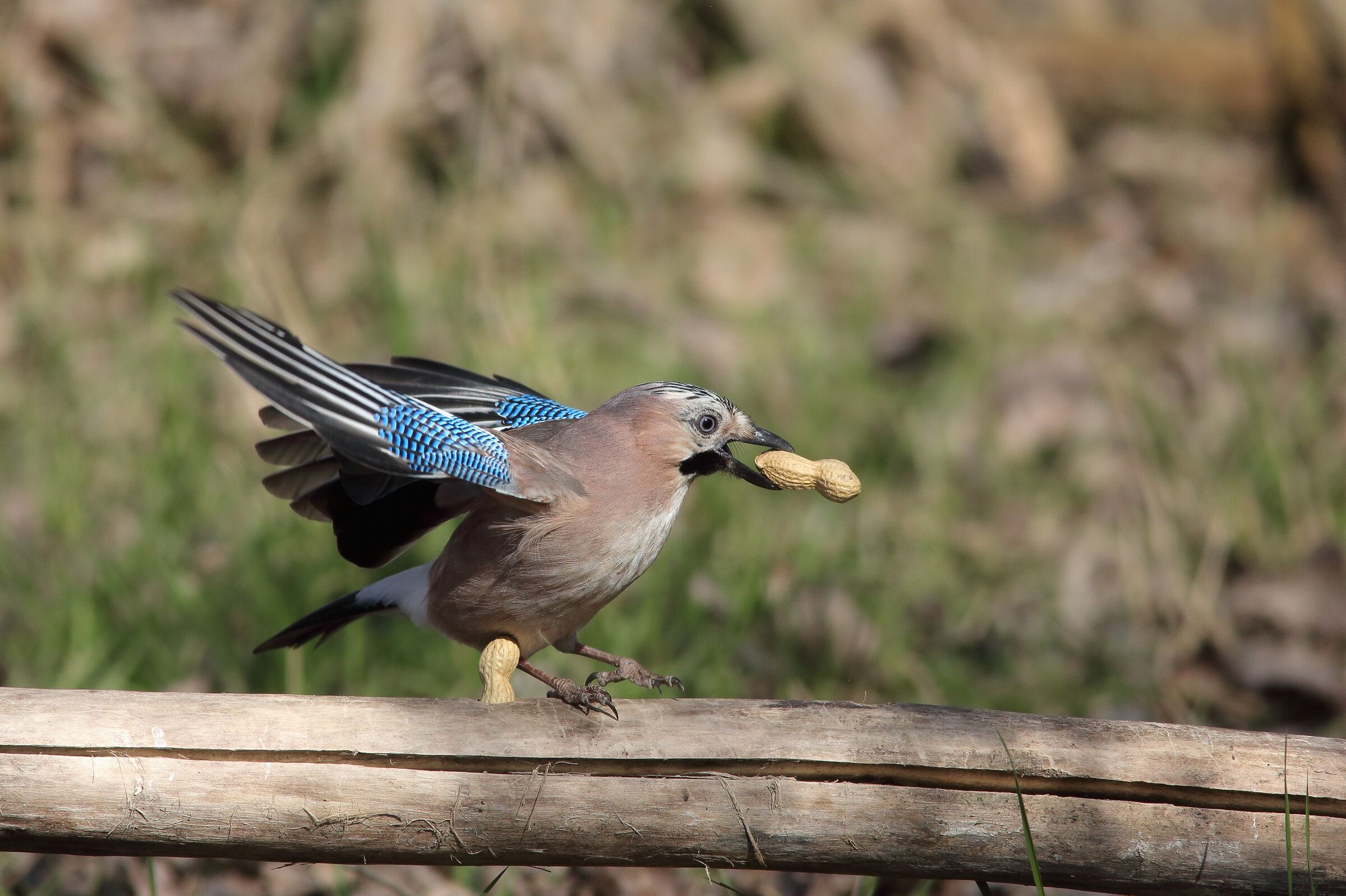 Garrulus glandarius   ghiandaia