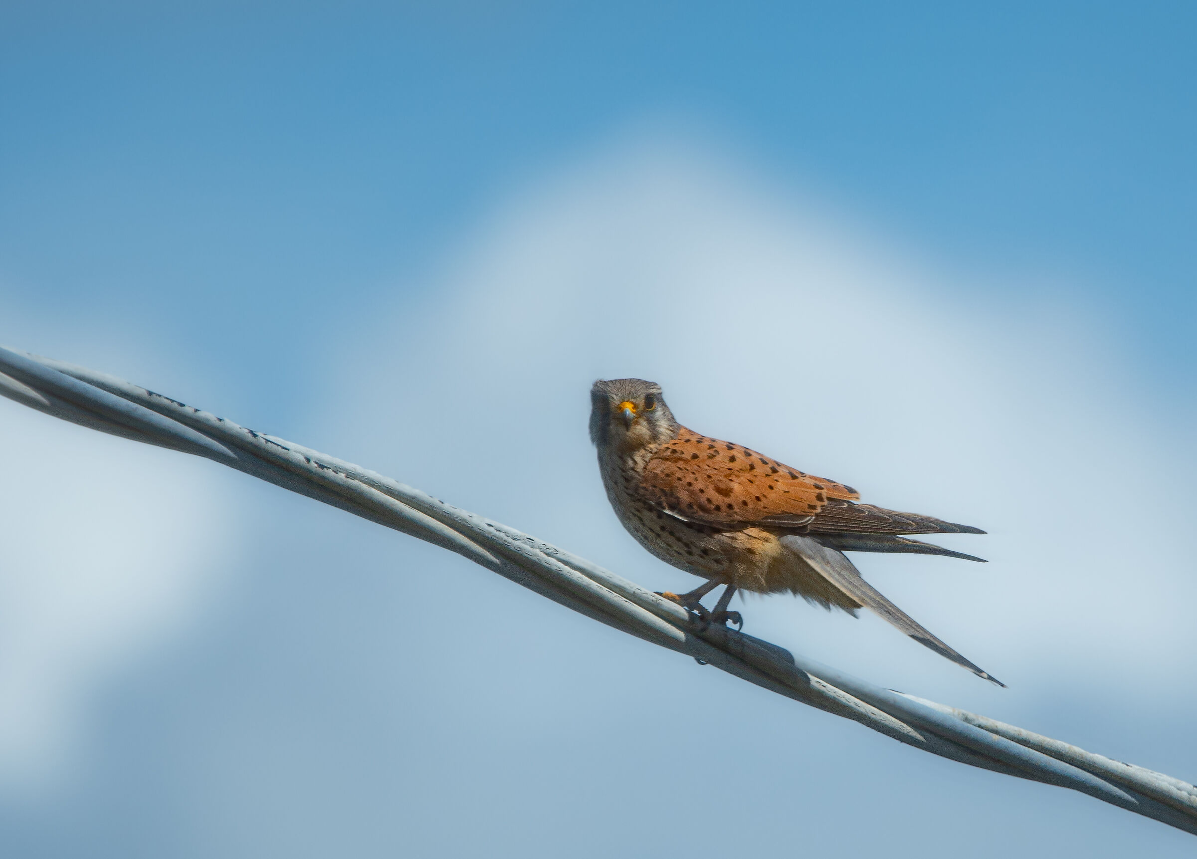 Gheppio nel mio giardino