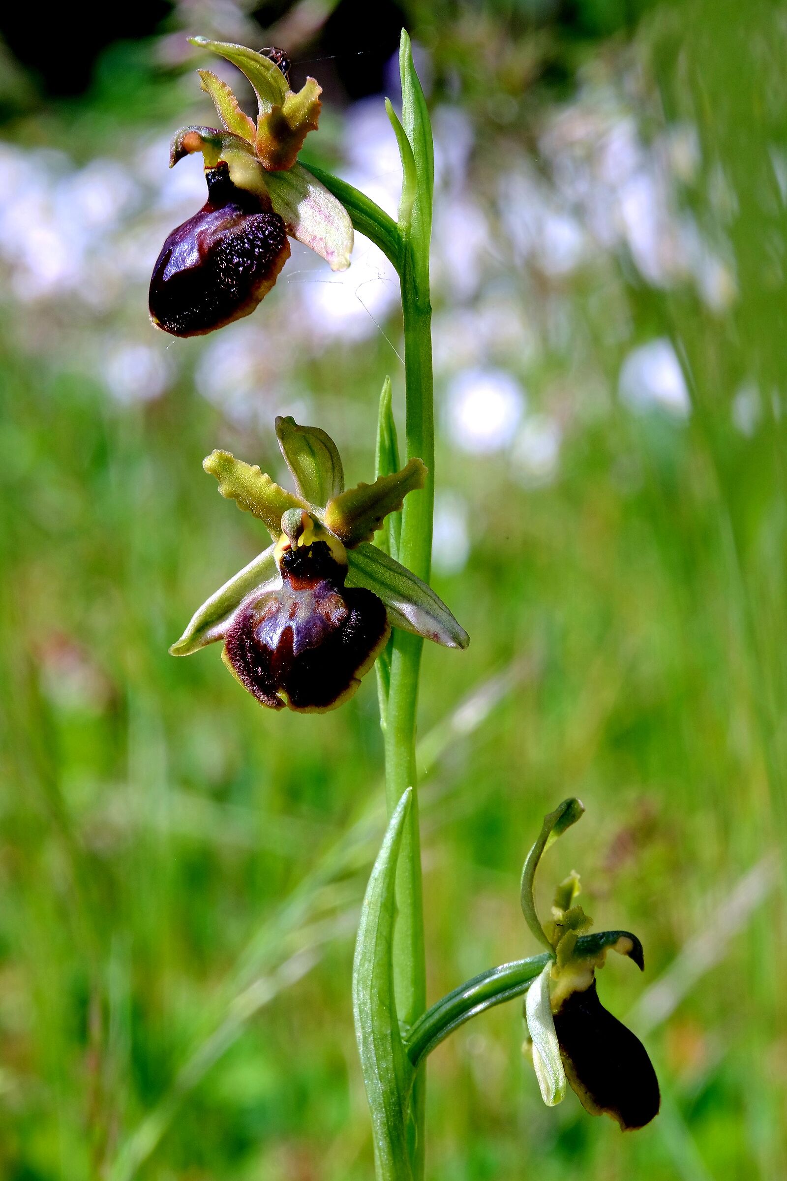 Wild orchid.