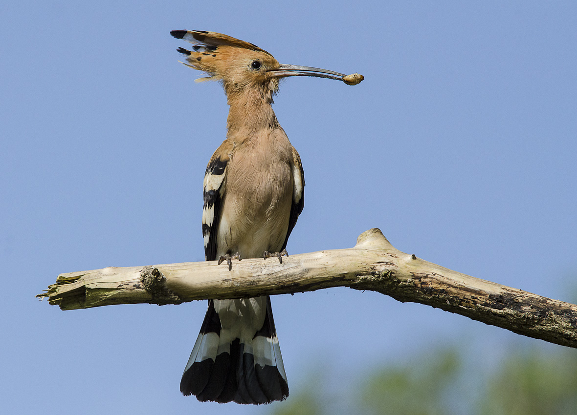 hoopoe