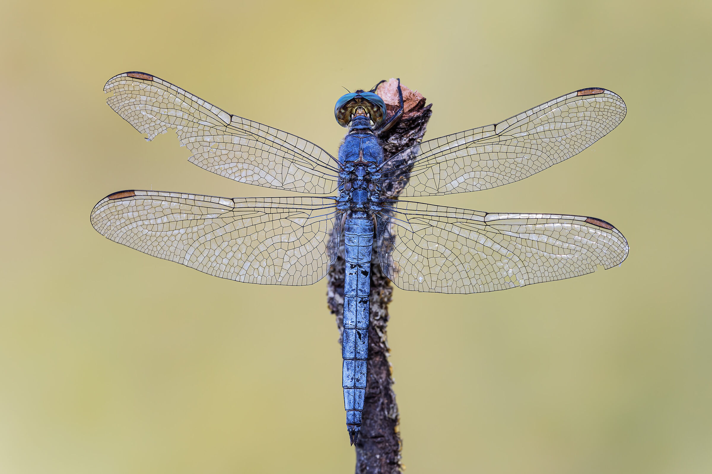 Orthetrum coerulescens