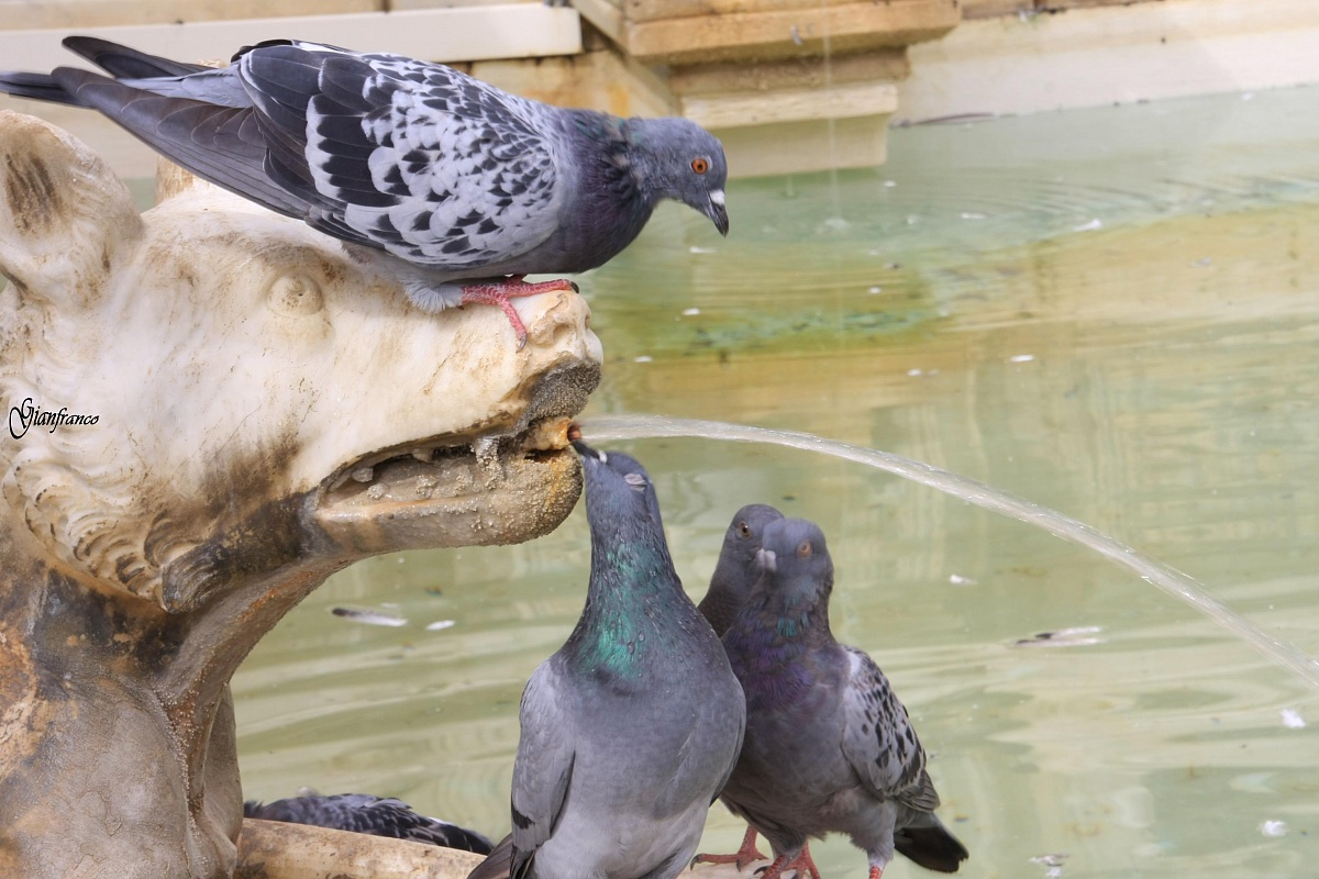 A ognuno il suo turno a bere