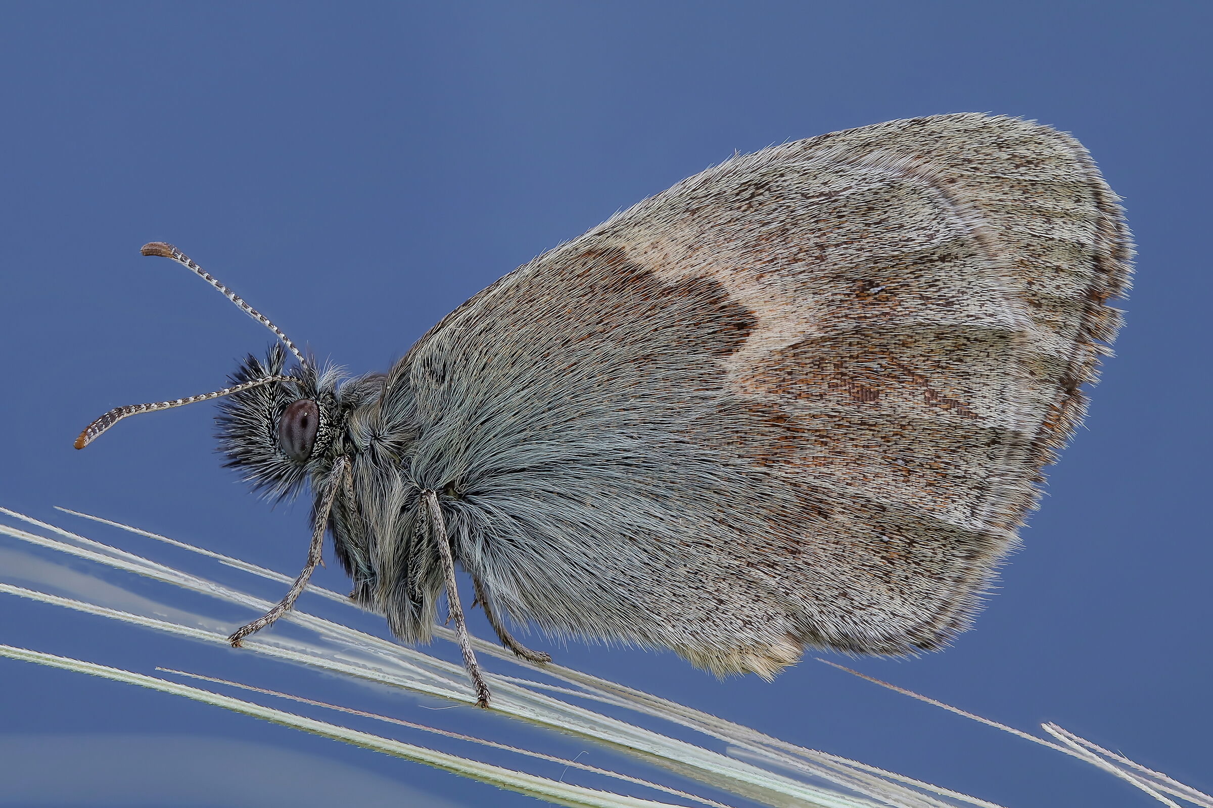 Coenonympha pamphilus