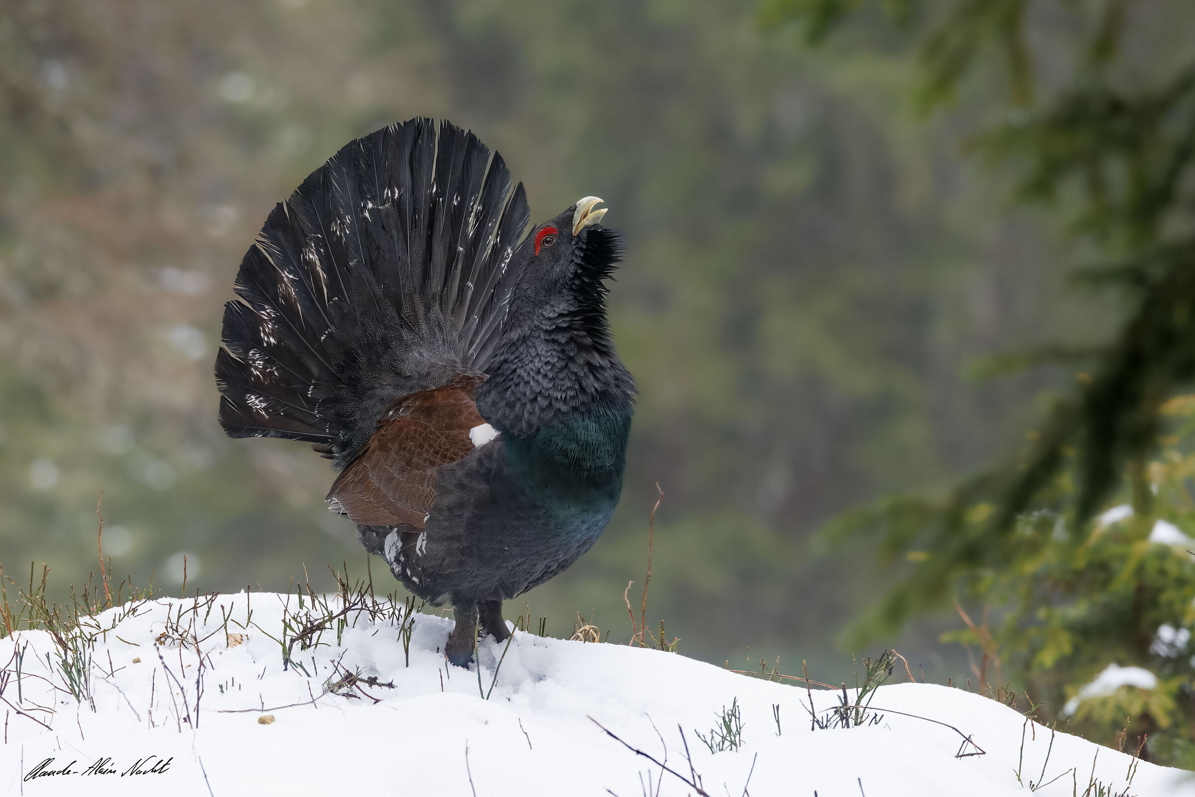 Grand Tétras  Western Capercaillie