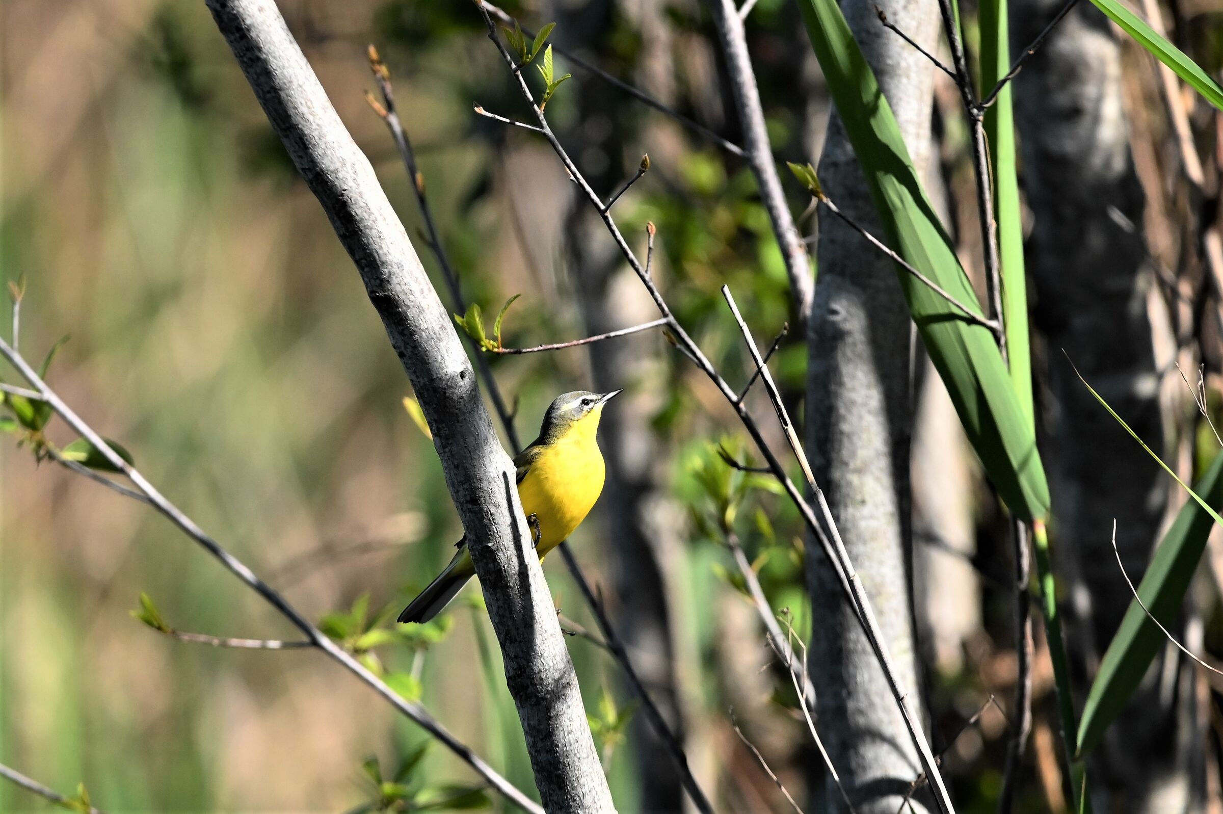 Yellow cutrettola