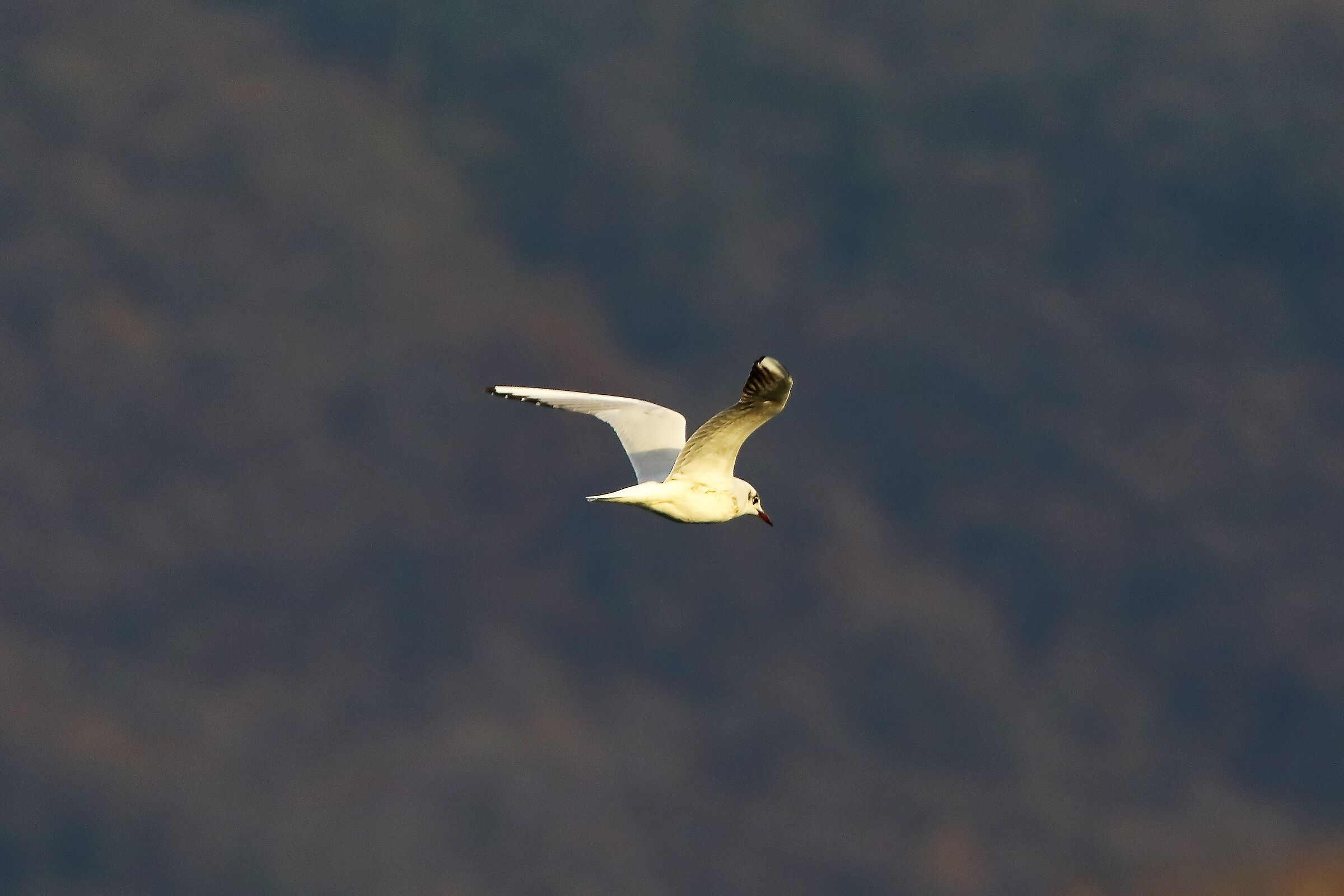 gabbiano terrestre 03-02-2023